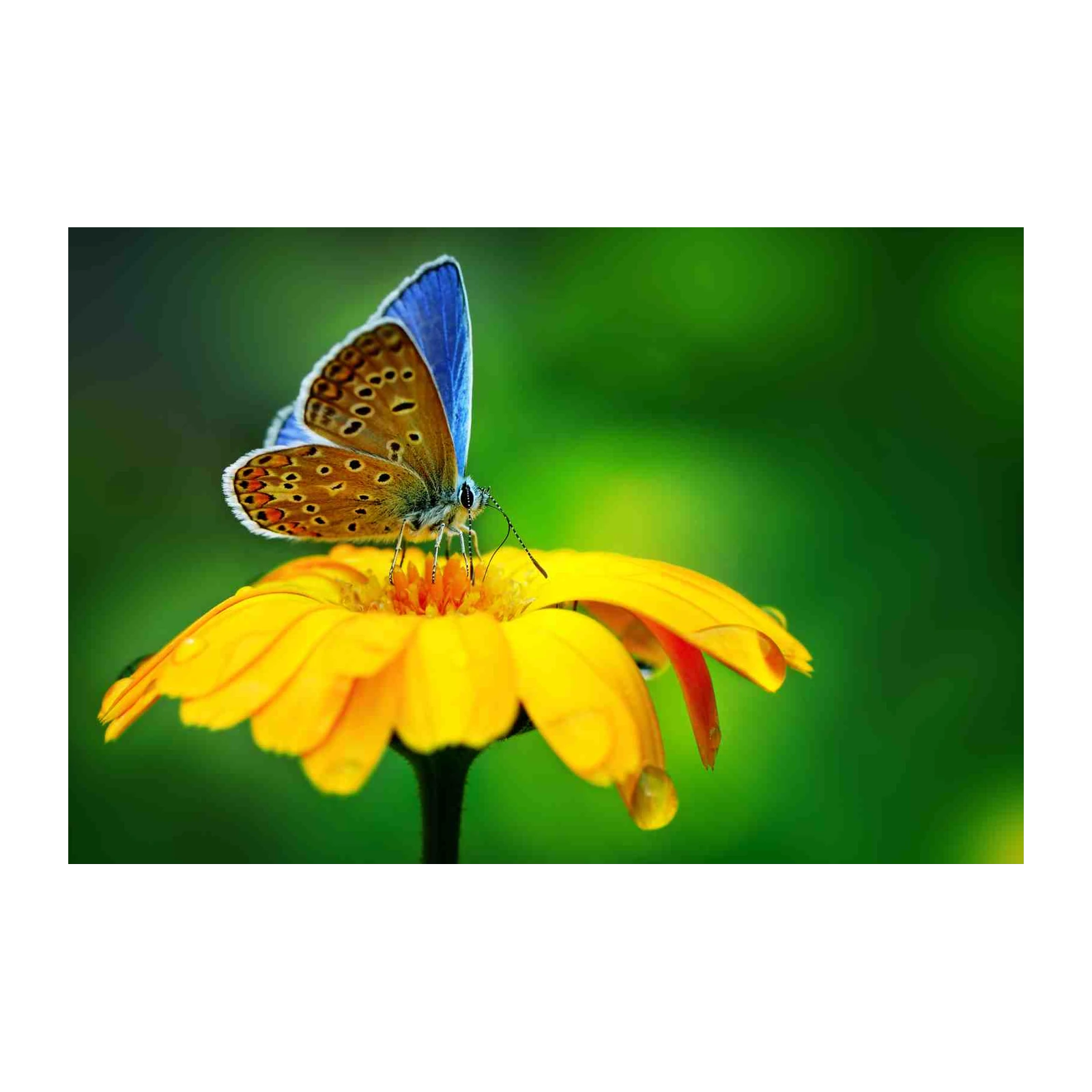 Vibrant Butterfly on Yellow Flower Wall Art
