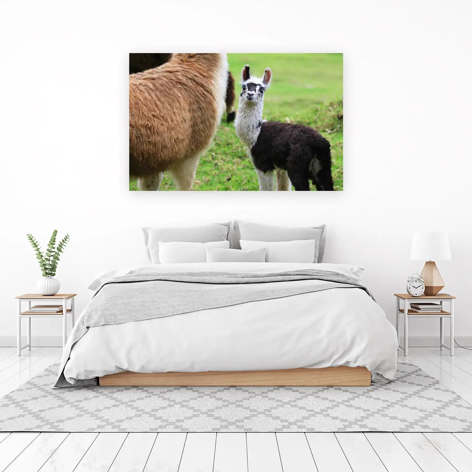 Adorable Baby Llama Farm Animal Wall Art