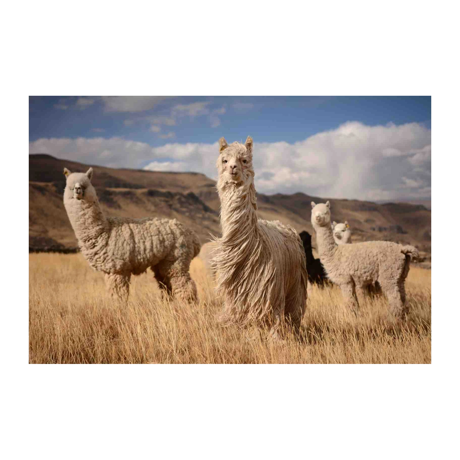 Andean Alpaca Herd Wall Art