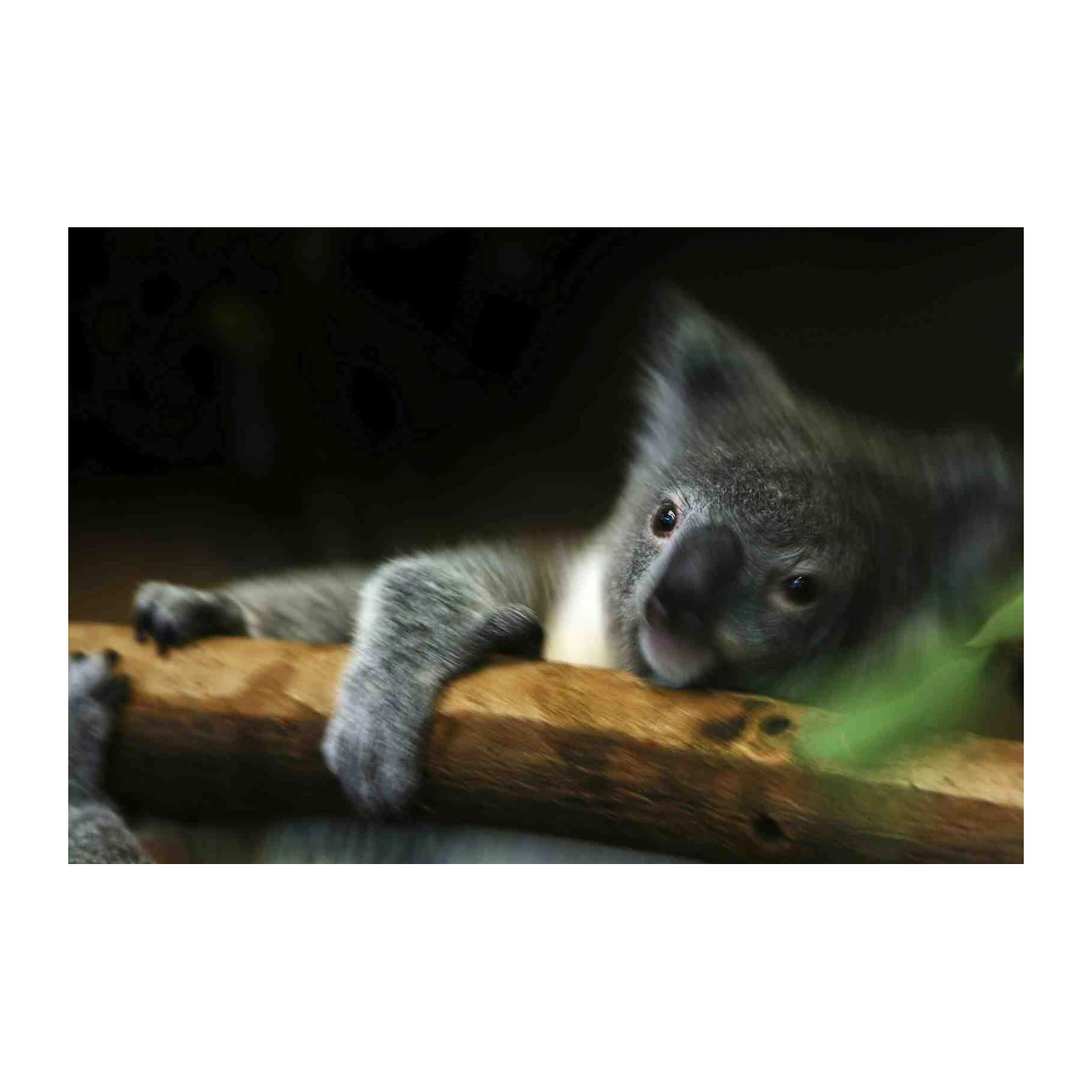 Adorable Koala Resting on Branch Wall Art
