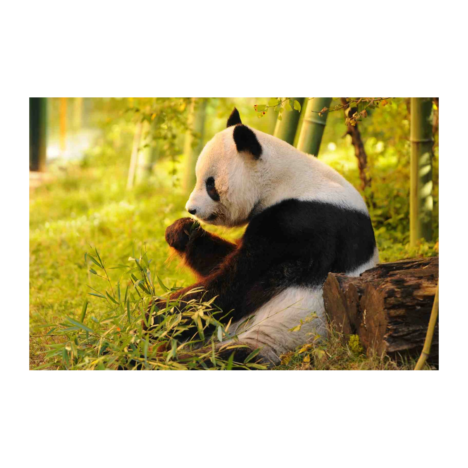 Serene Panda Bamboo Forest Wall Art