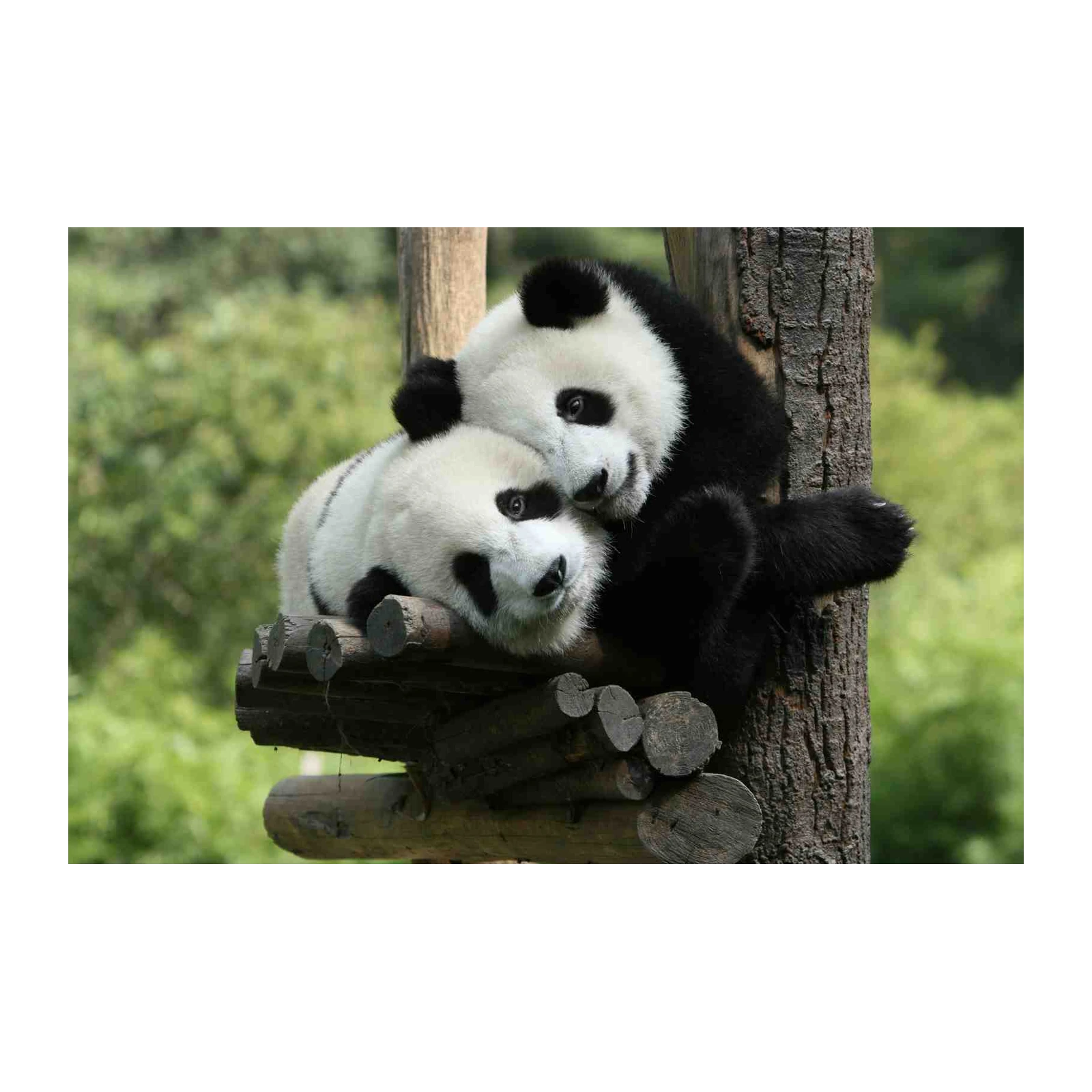 Adorable Panda Hugs Wall Art