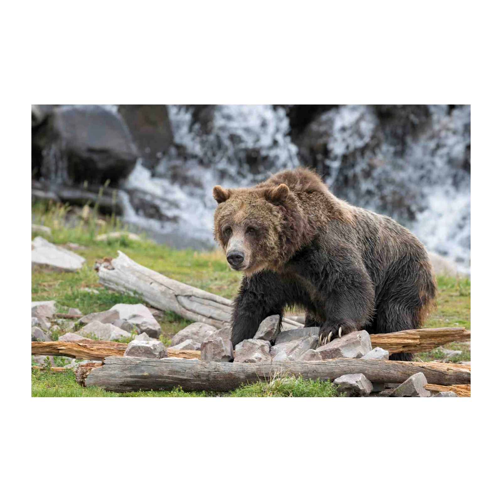 Majestic Grizzly Bear Waterfall Wall Art