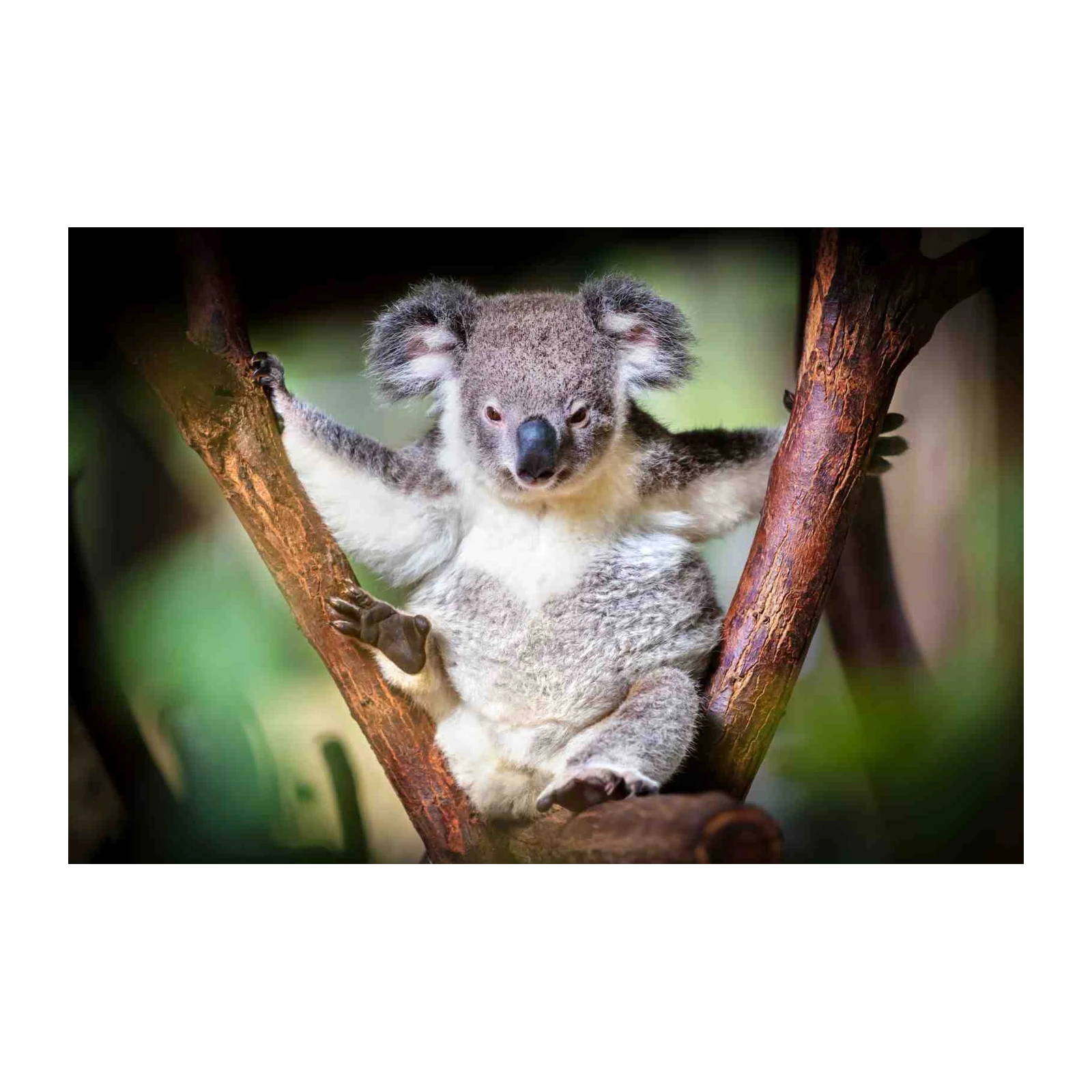 Adorable Koala on Tree Branch Wall Art
