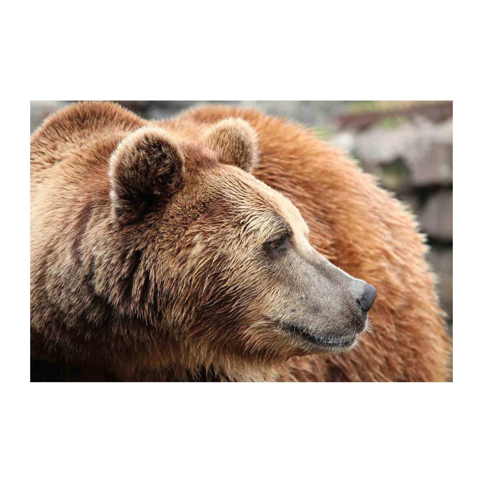 Majestic Brown Bear Close-Up Wall Art