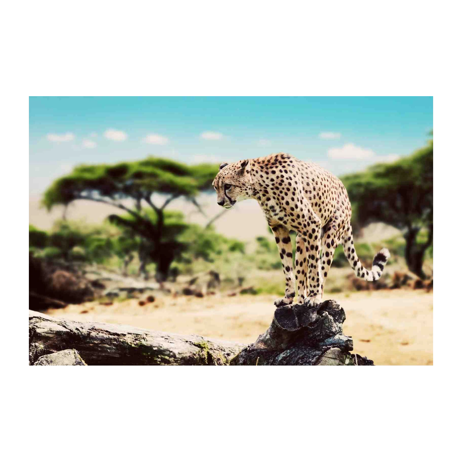 Majestic Cheetah Safari Wall Art