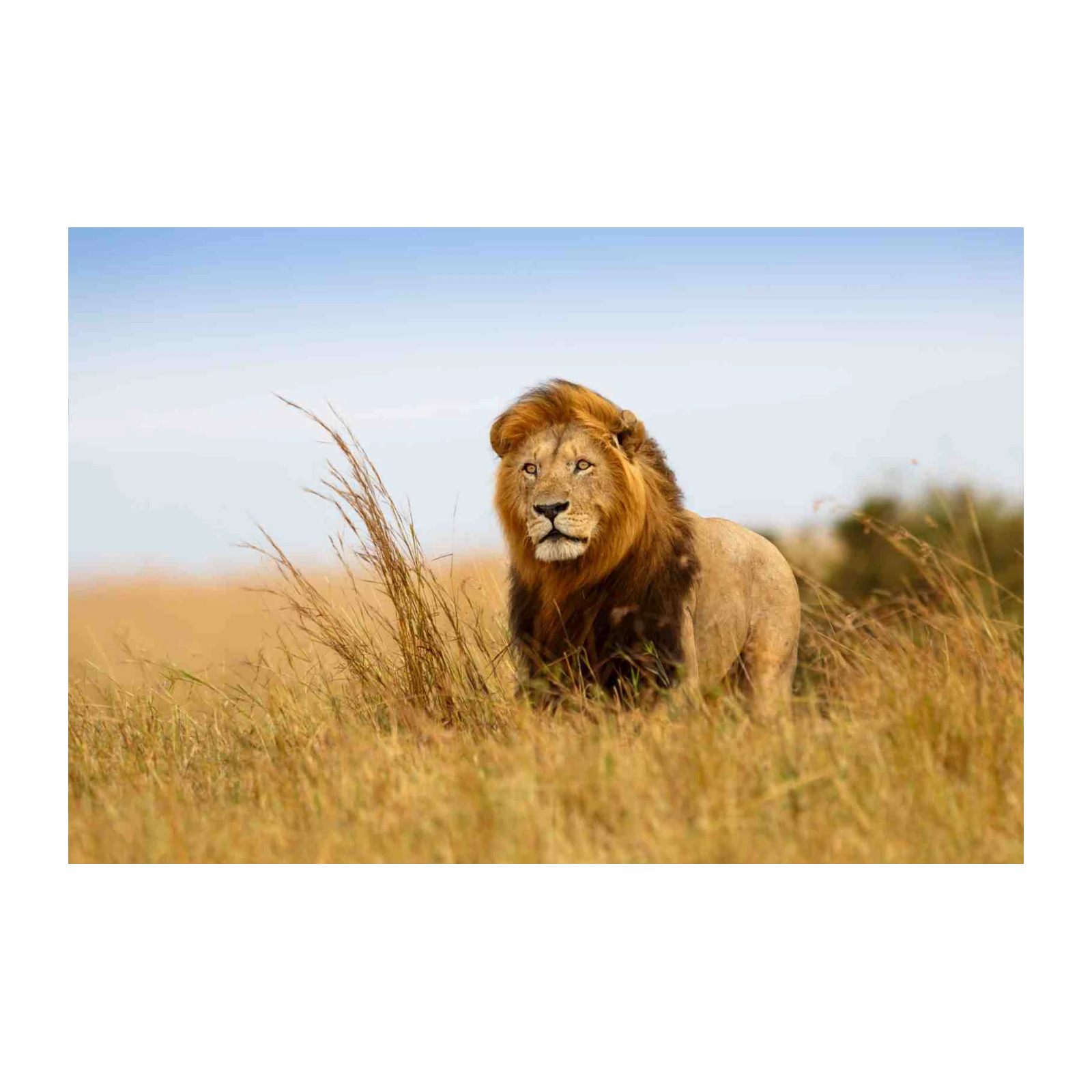 Majestic Lion Safari Wall Art Wall Art
