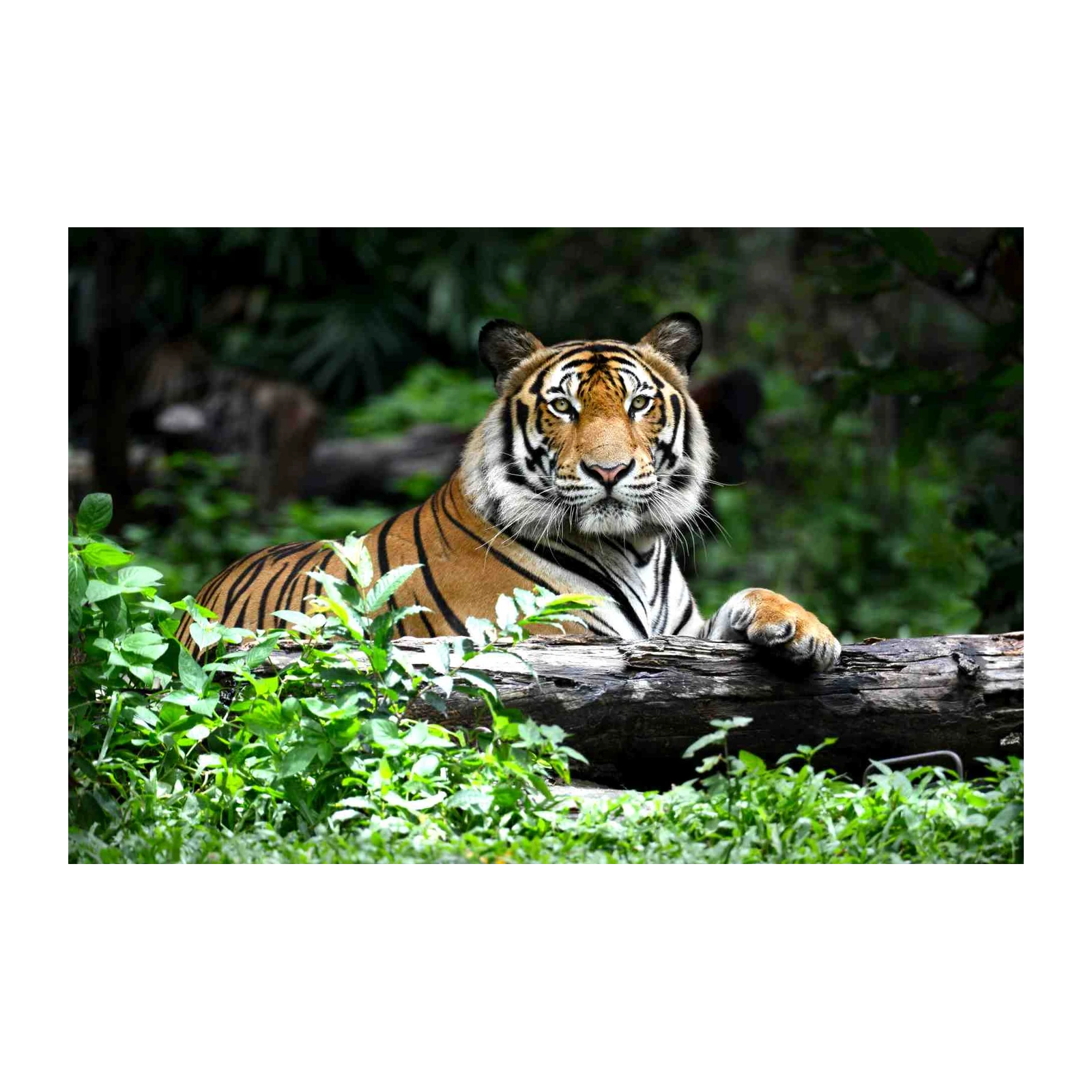 Majestic Tiger Gaze Wildlife Wall Art