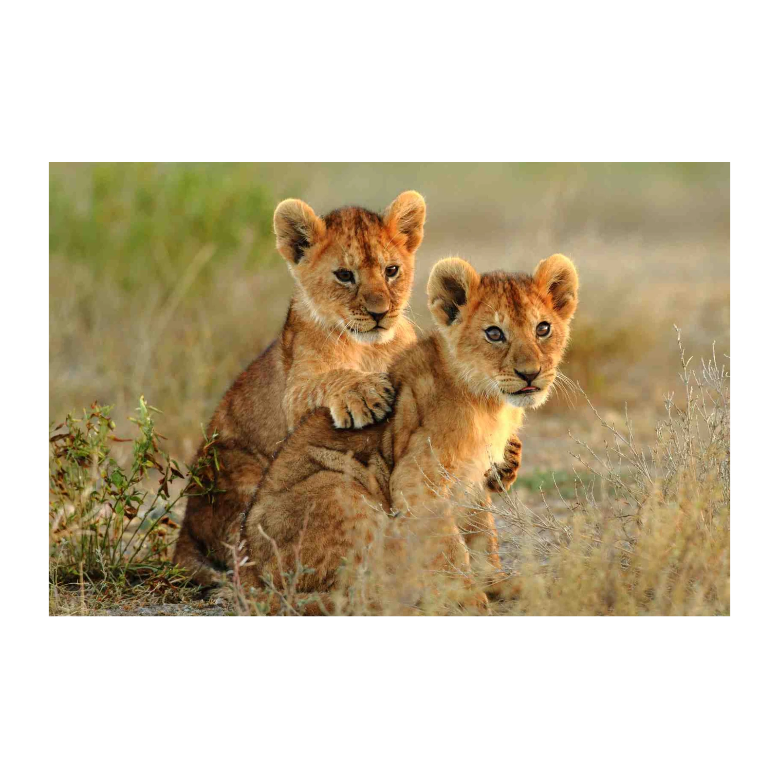 Adorable Lion Cubs Playful Duo Wall Art