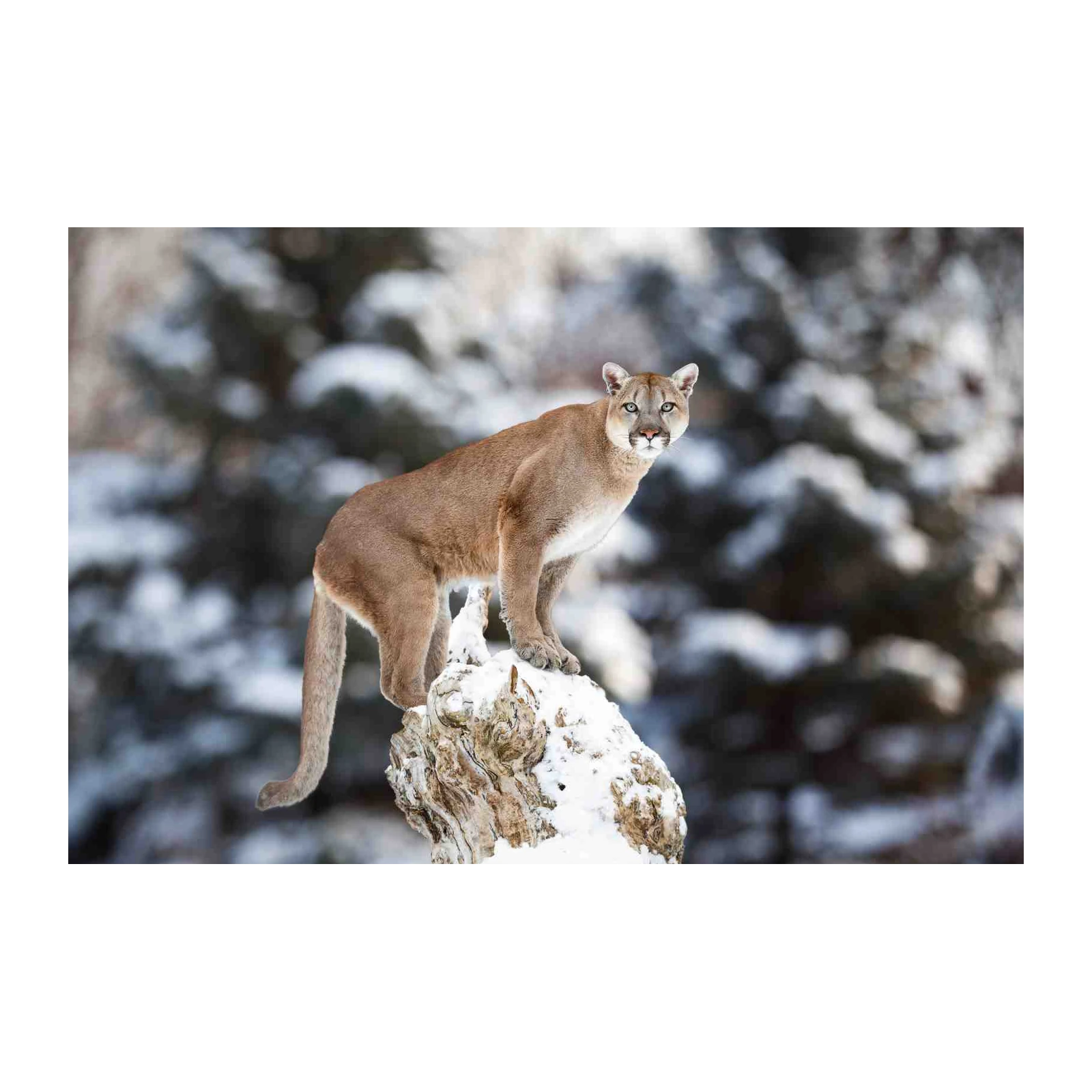 Majestic Mountain Lion Snow Wall Art