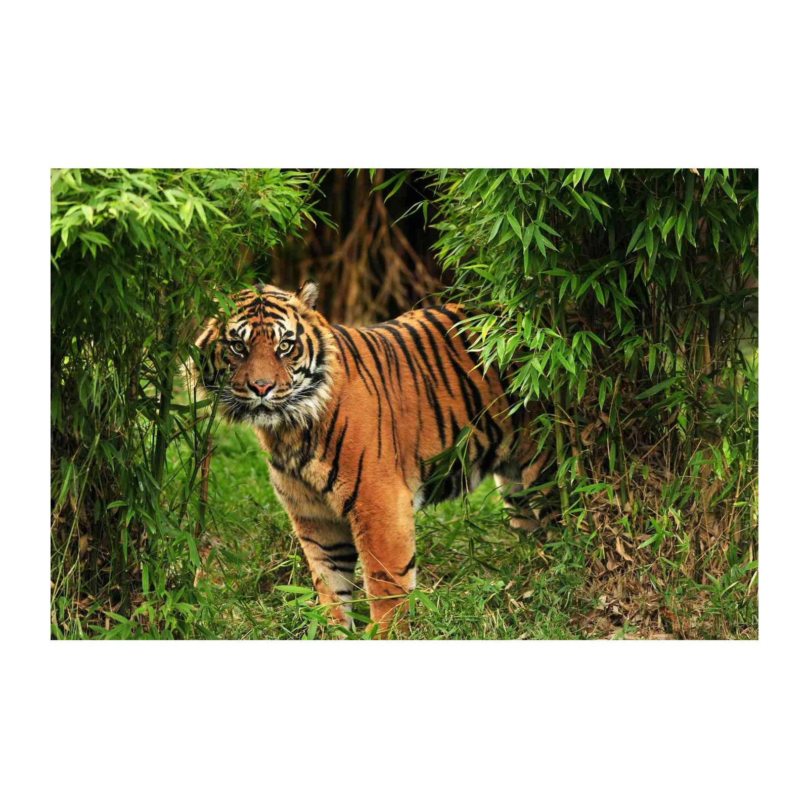 Majestic Tiger in Bamboo Forest Wall Art