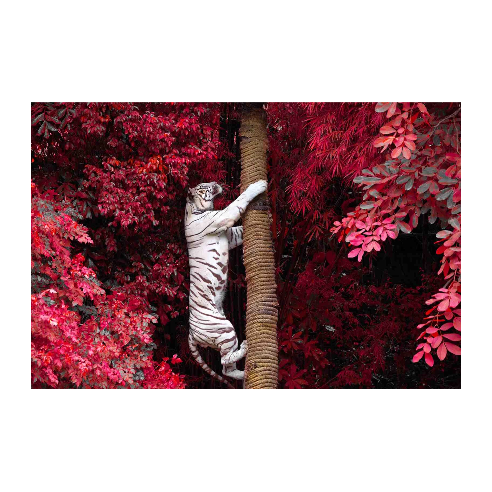 Majestic White Tiger Climbing Red Jungle Wall Art