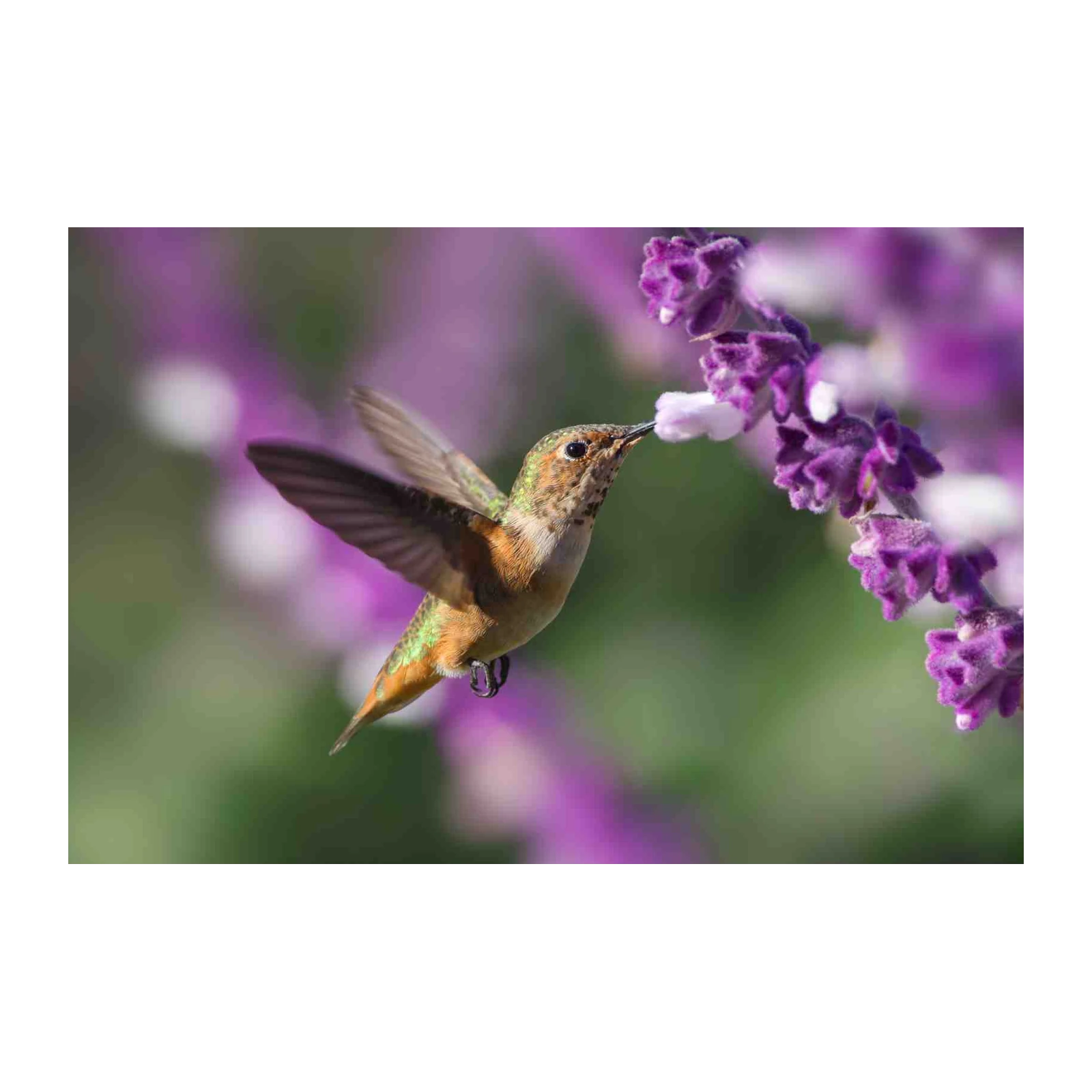 Hummingbird & Lavender Bloom Wall Art