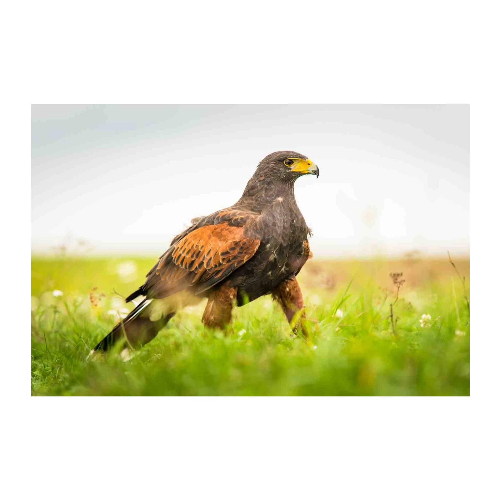 Majestic Hawk in Meadow Wall Art
