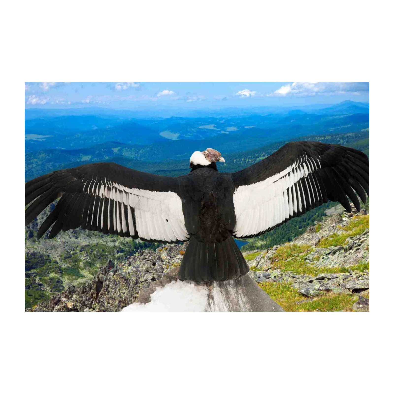 Majestic Andean Condor Wingspan Wall Art