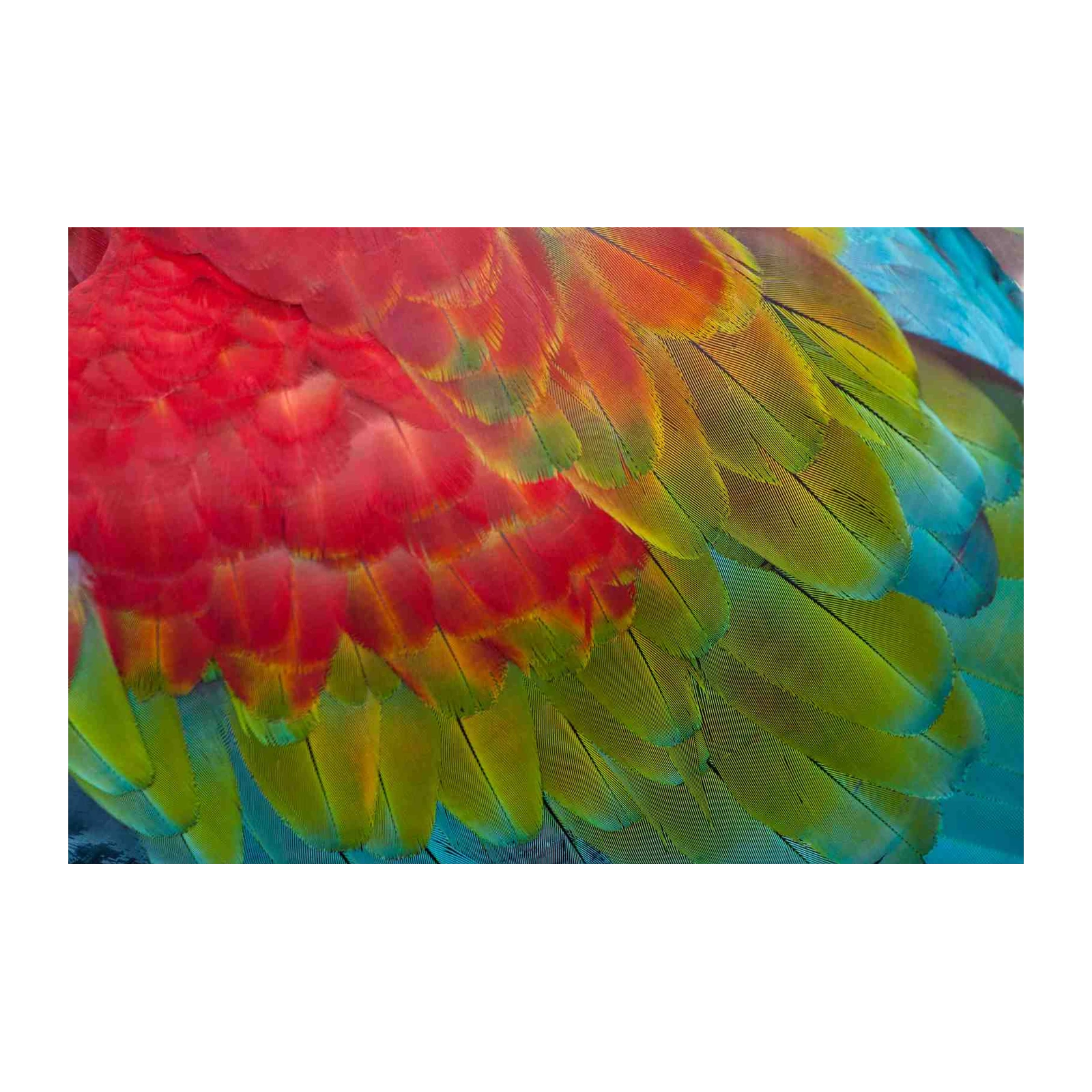 Vibrant Macaw Feathers Wall Art