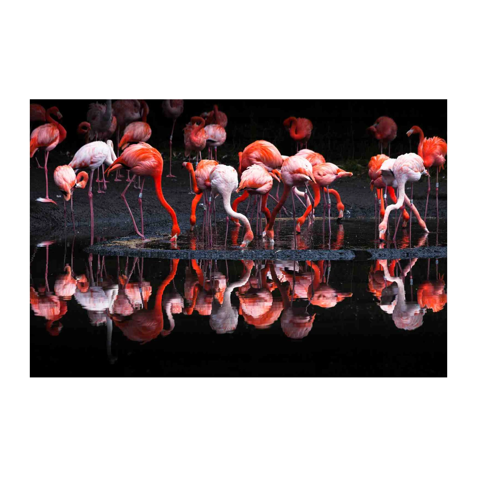 Vibrant Flamingo Flock Sunset Wall Art