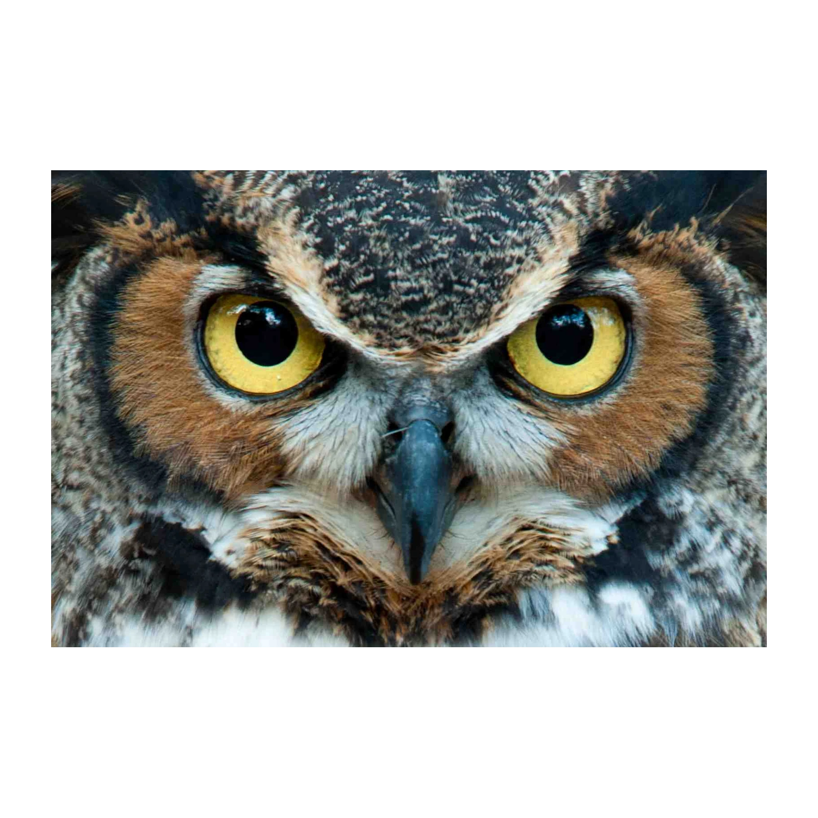 Majestic Owl Eyes Wildlife Wall Art