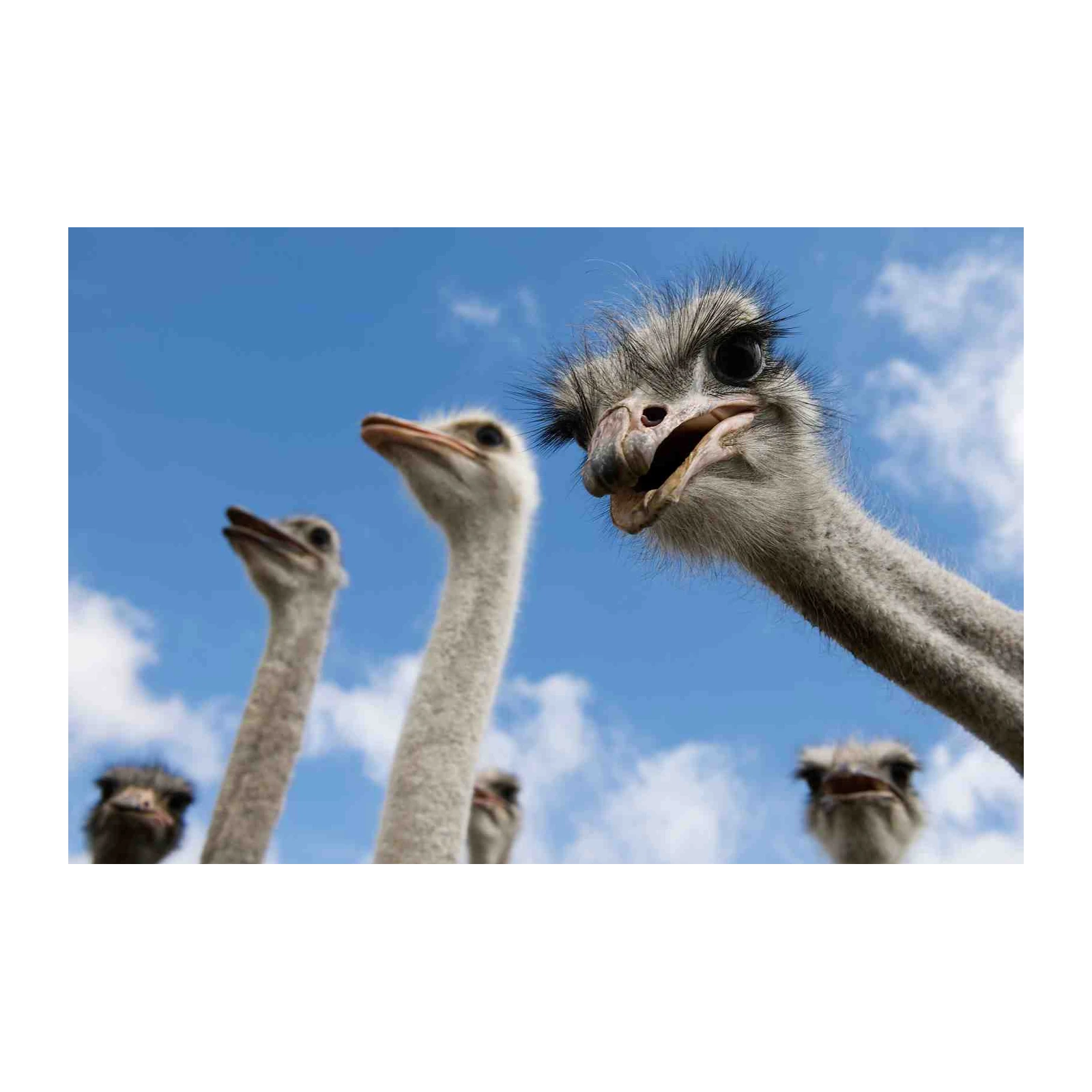 Quirky Ostrich Flock Wall Art