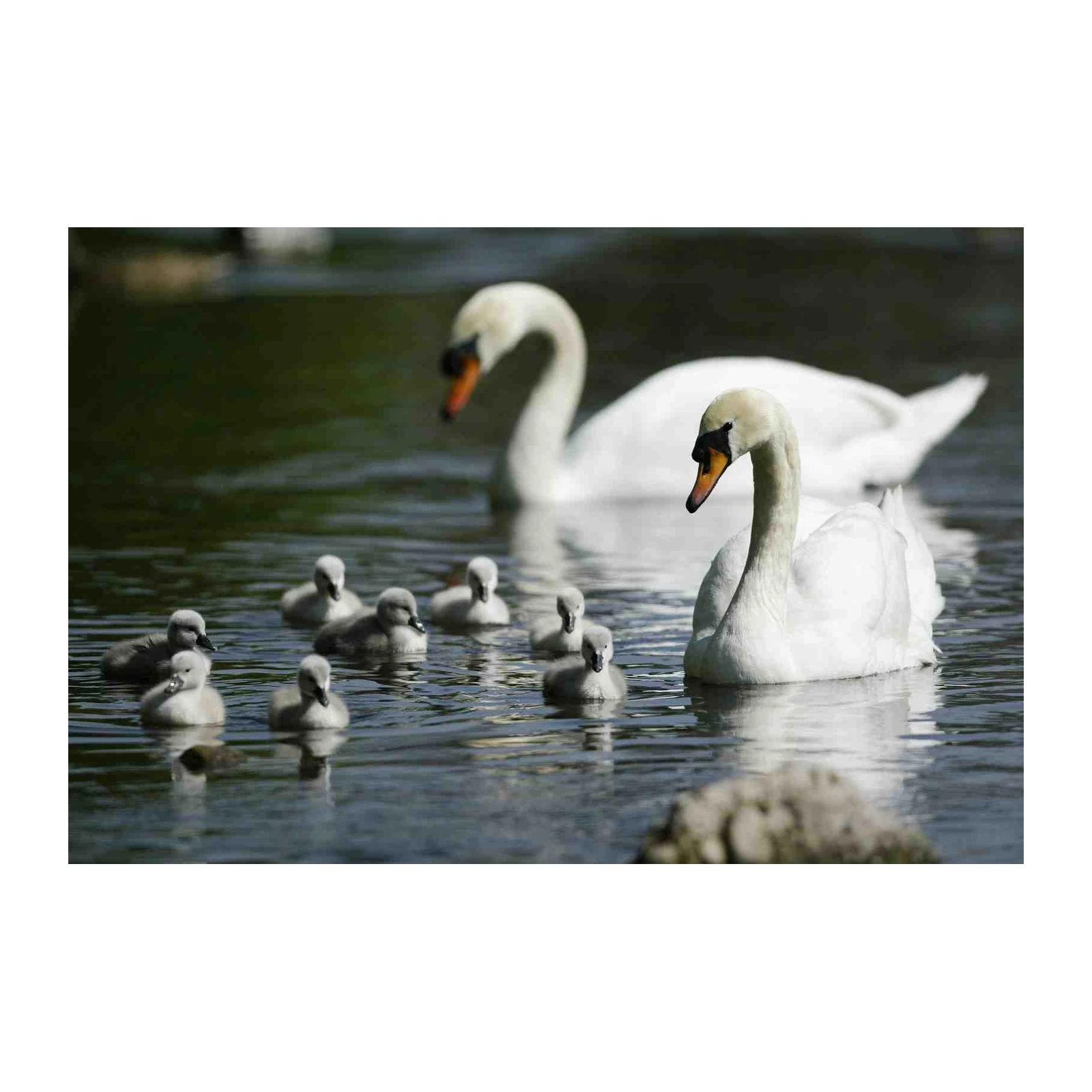 Graceful Swans Family Wall Art