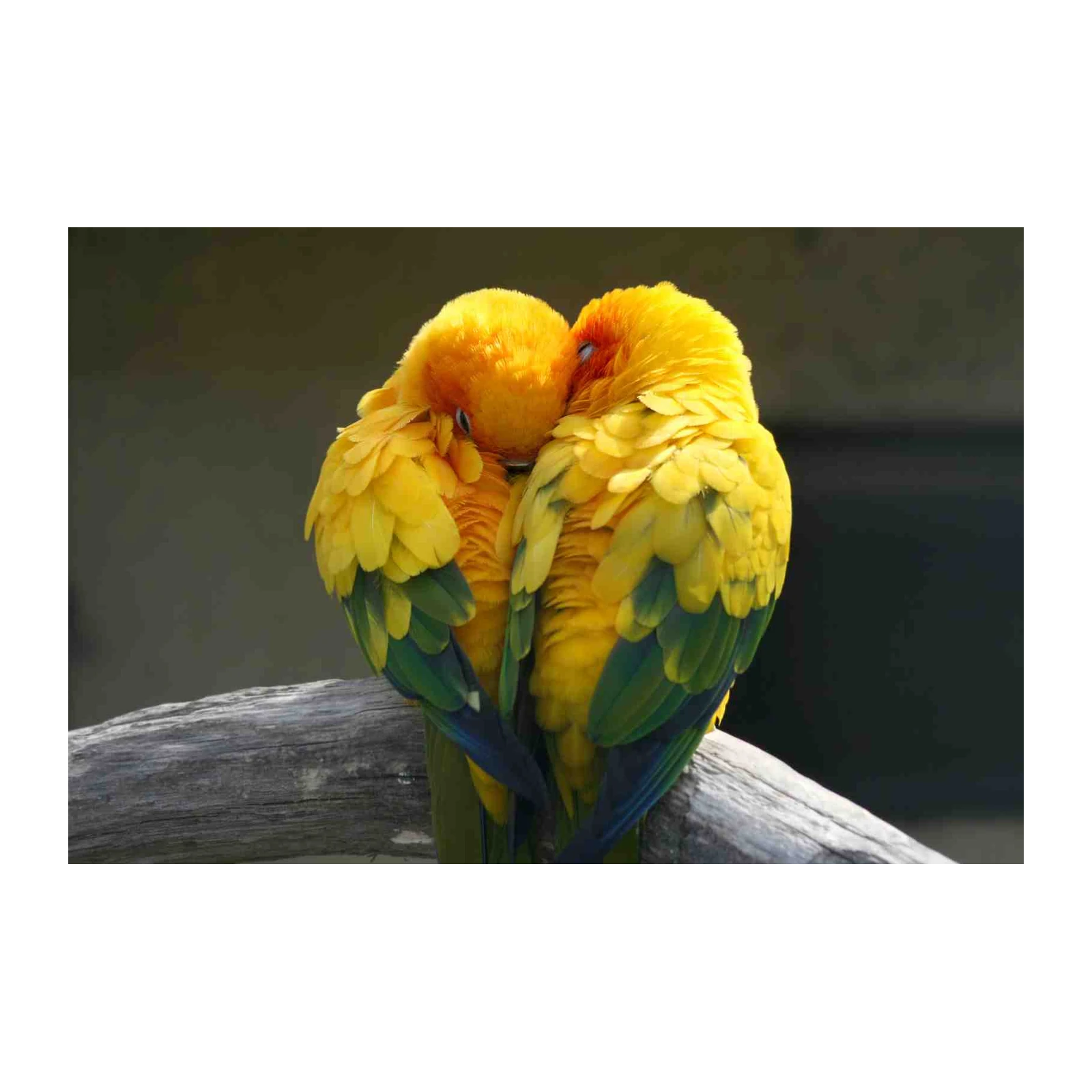 Sun Conures Embrace Wall Art