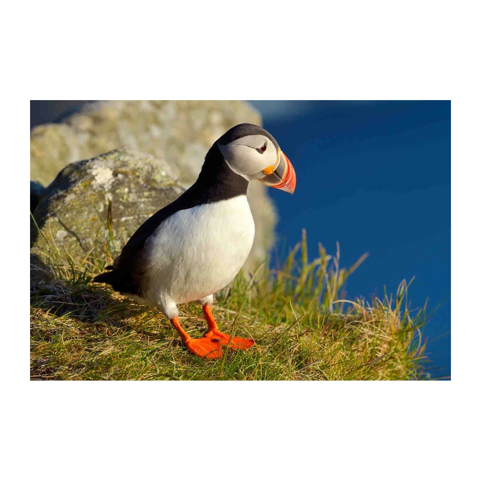 Atlantic Puffin Coastal Bird Wall Art