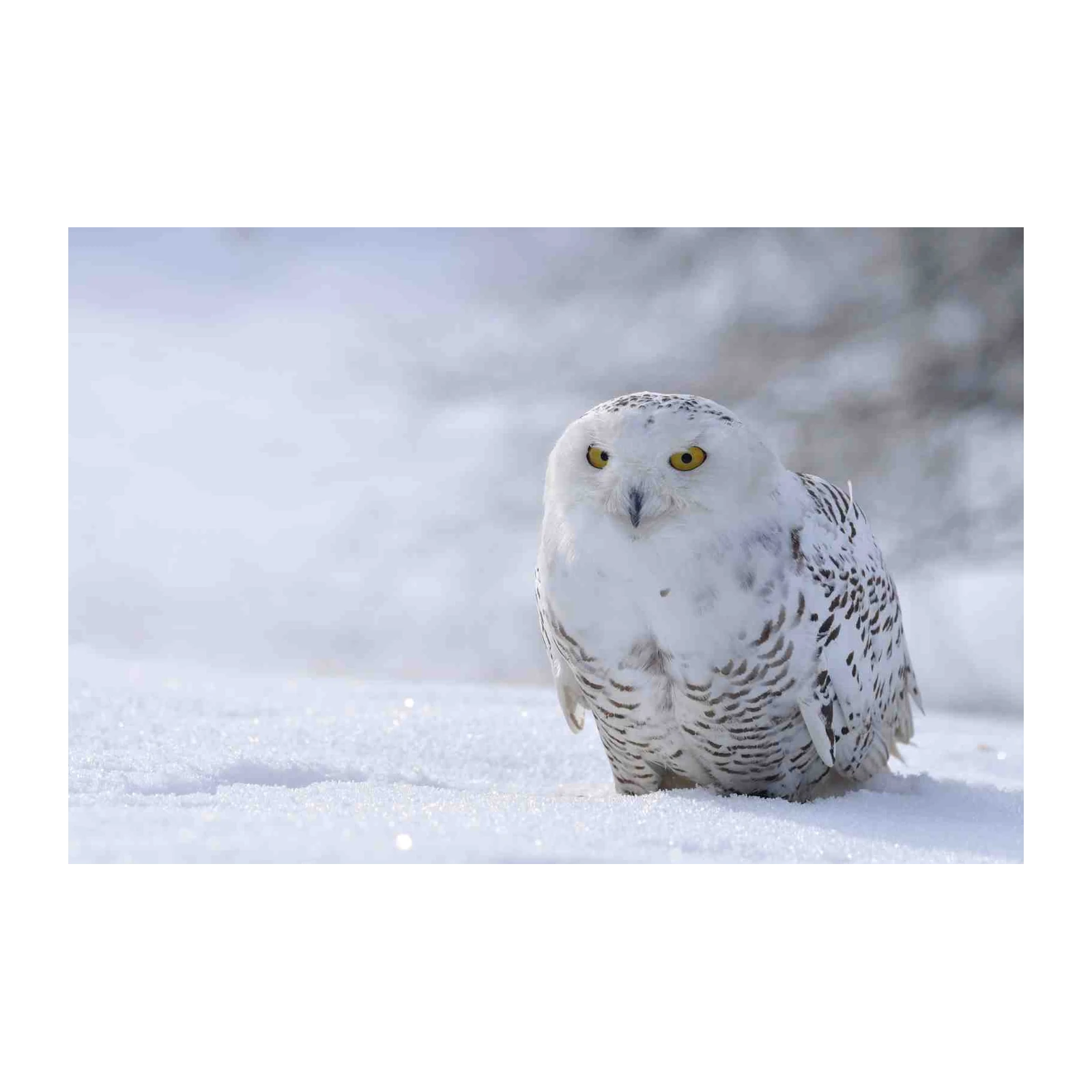Majestic Snowy Owl in Winter Forest Wall Art