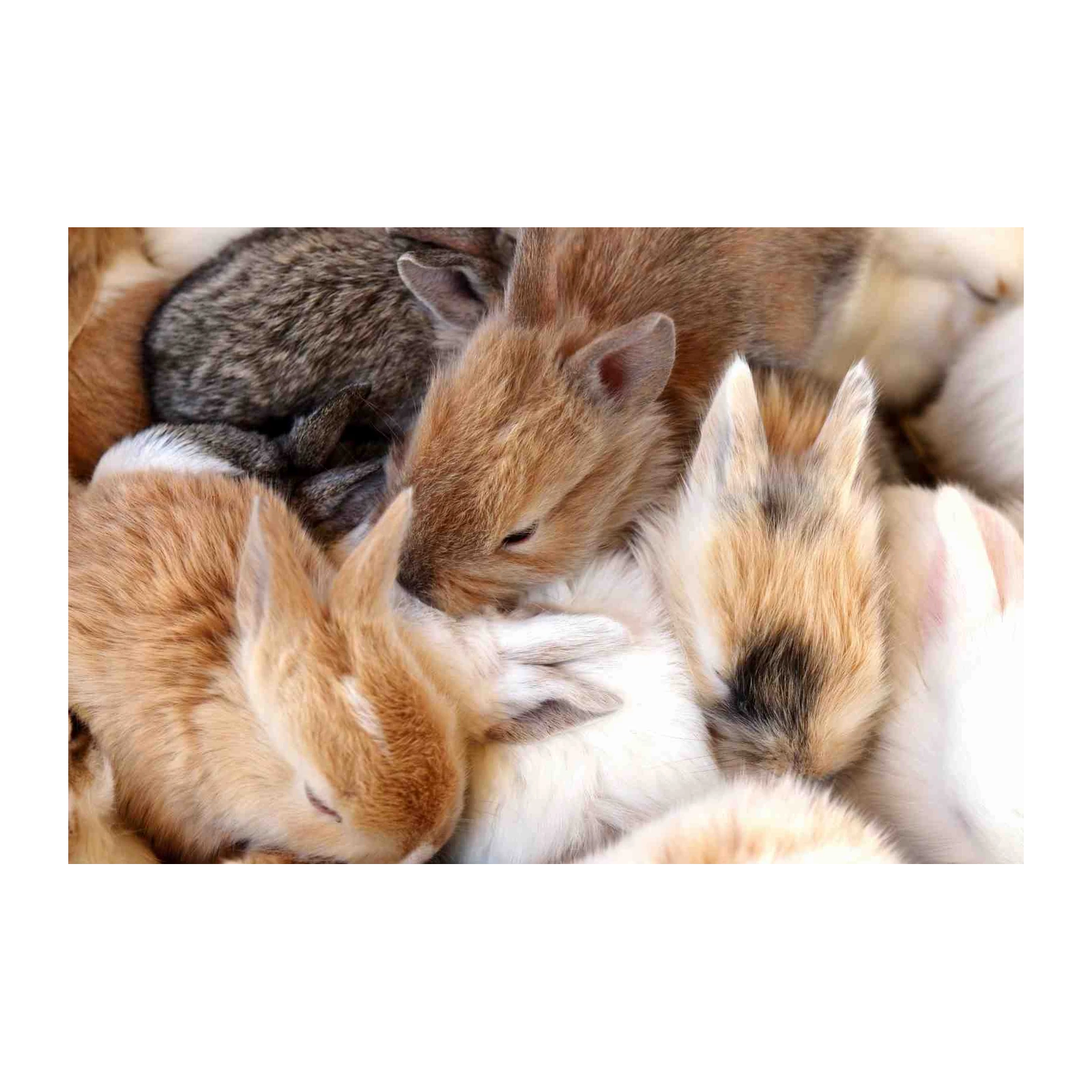 Adorable Baby Bunnies Hugging Wall Art