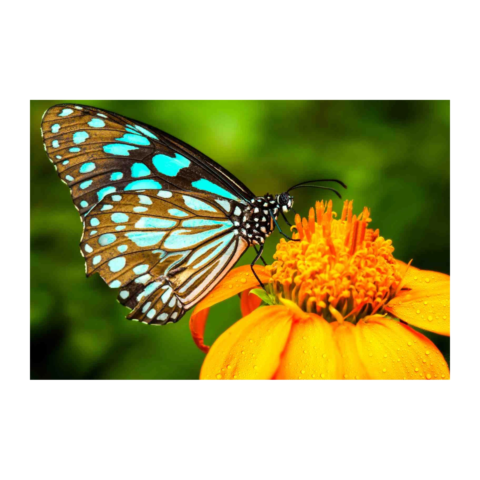 Stunning Blue Butterfly Nature Wall Art