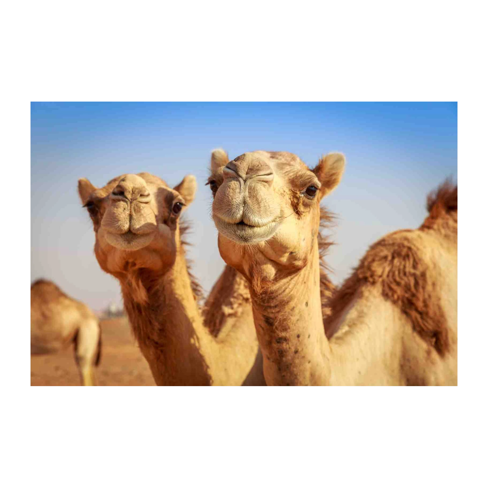 Two Camels Desert Safari Wall Art