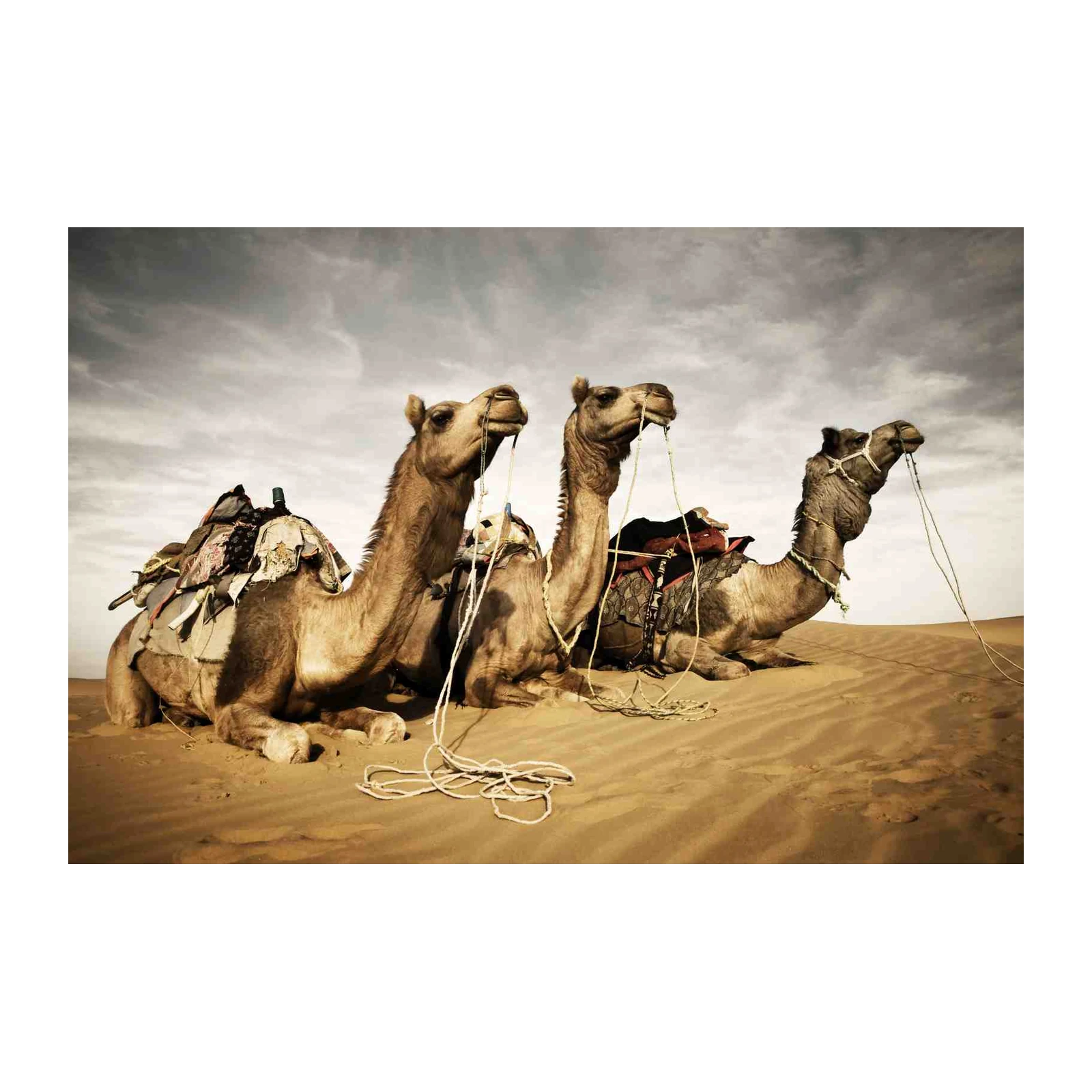 Majestic Camels Desert Journey Wall Art
