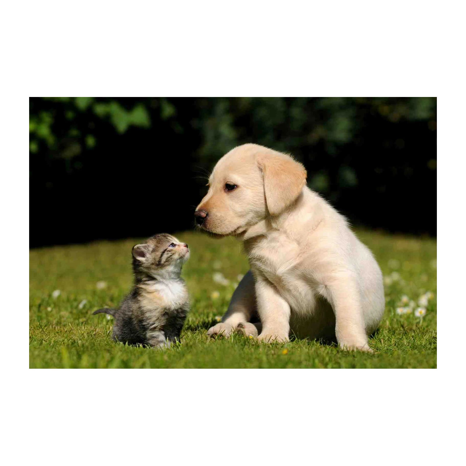 Adorable Puppy & Kitten Friendship Wall Art