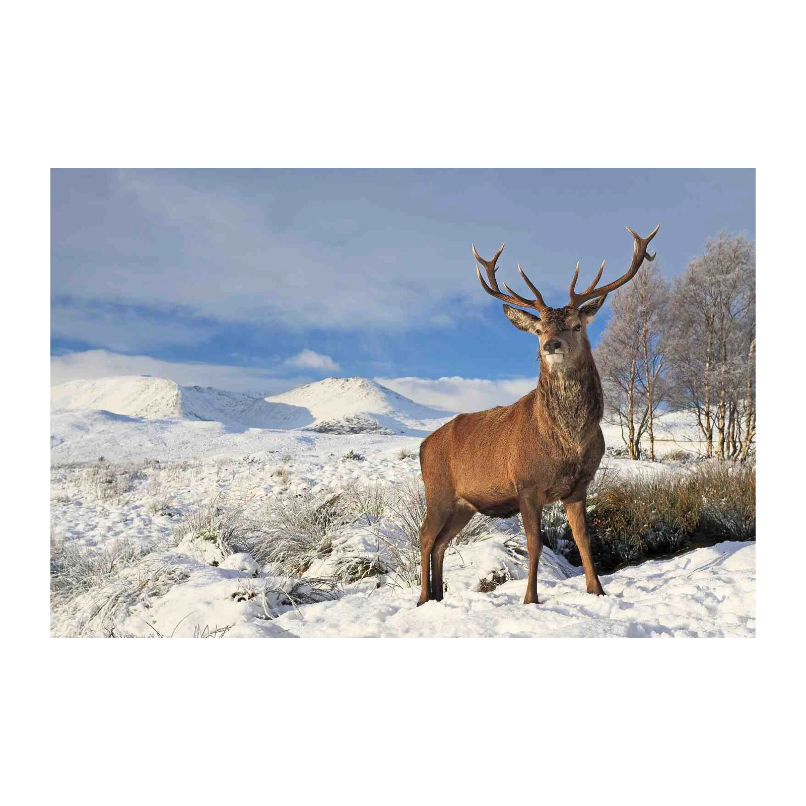Majestic Stag Winter Scene Wall Art