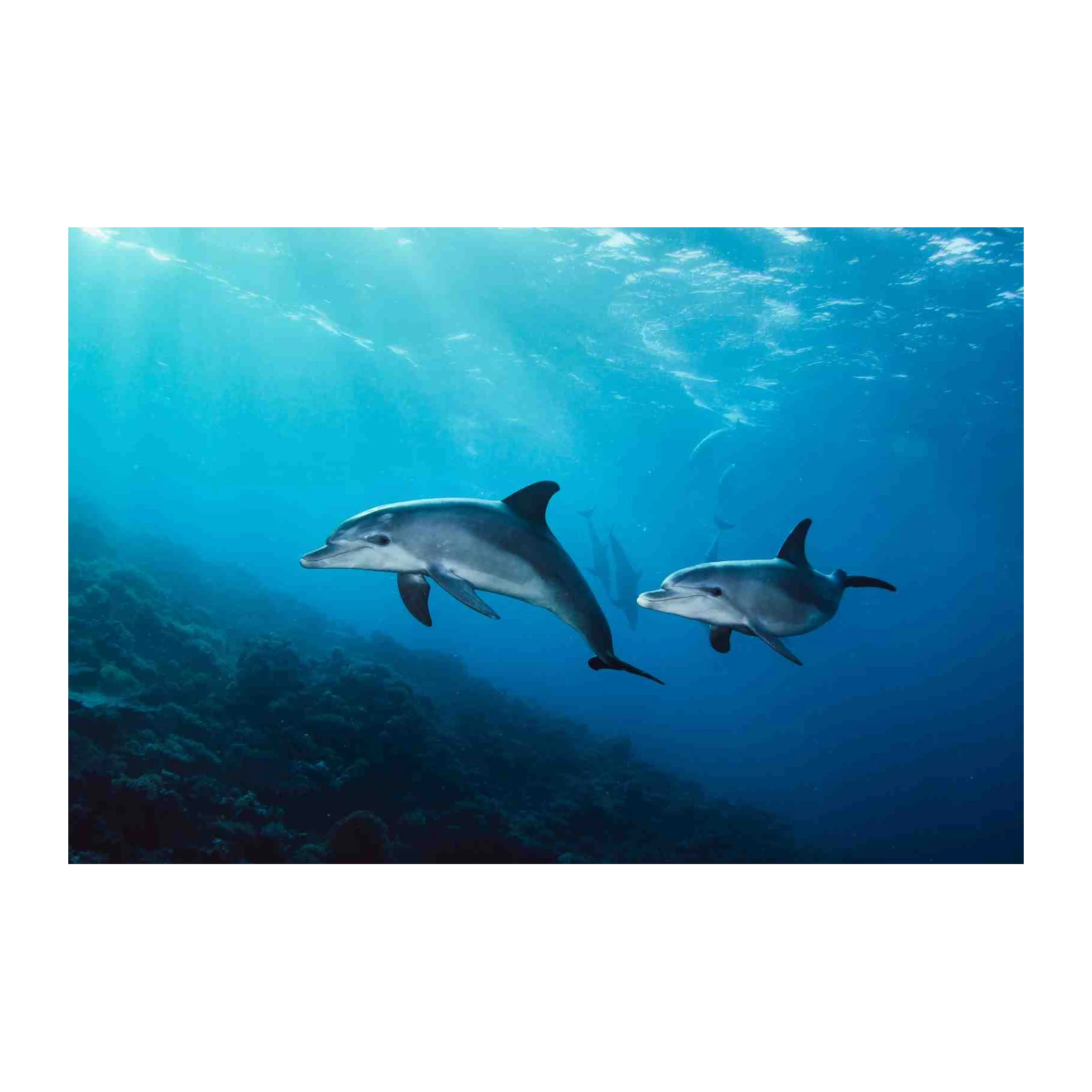 Ocean Dolphins Swimming Wall Art
