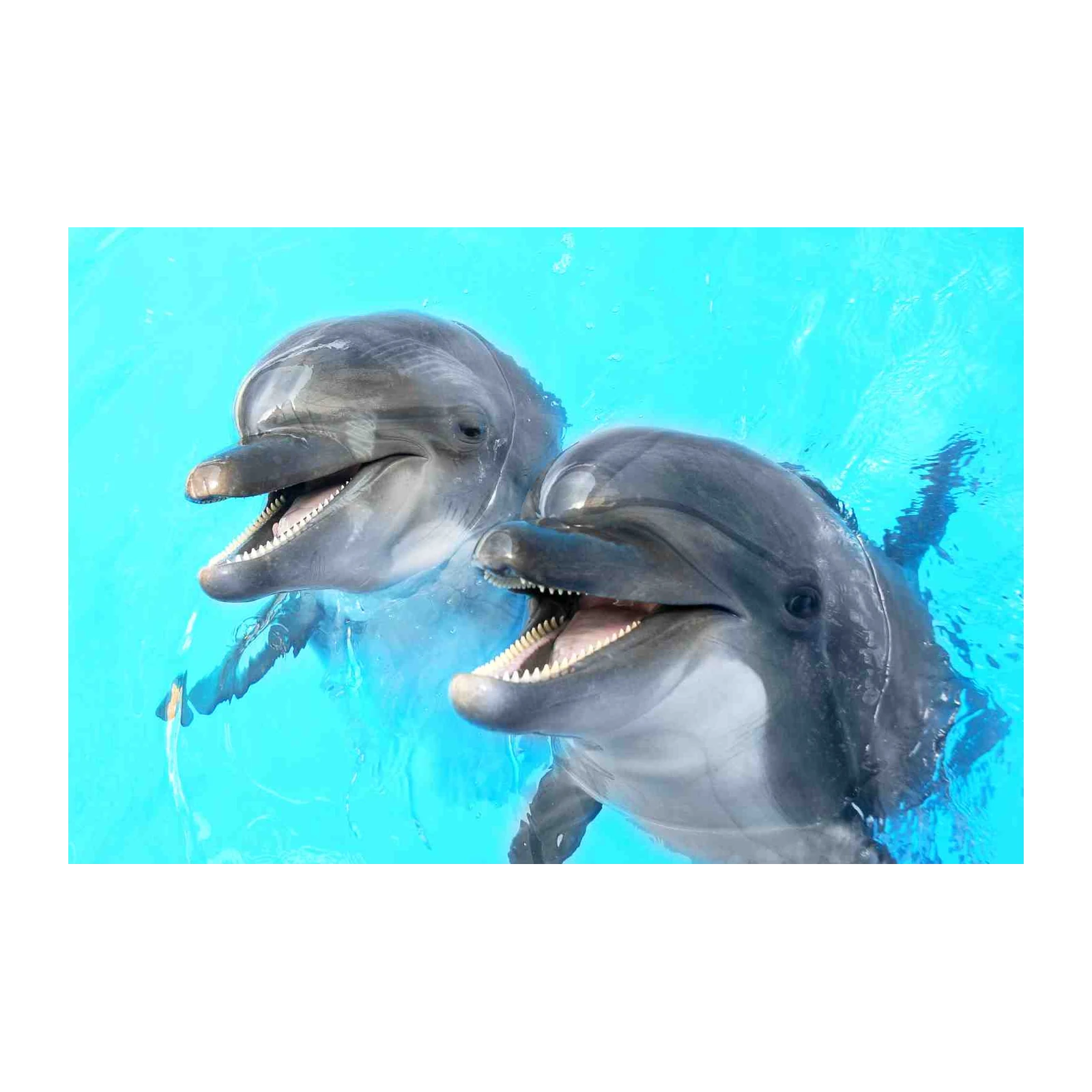 Playful Dolphin Duo Turquoise Delight Wall Art