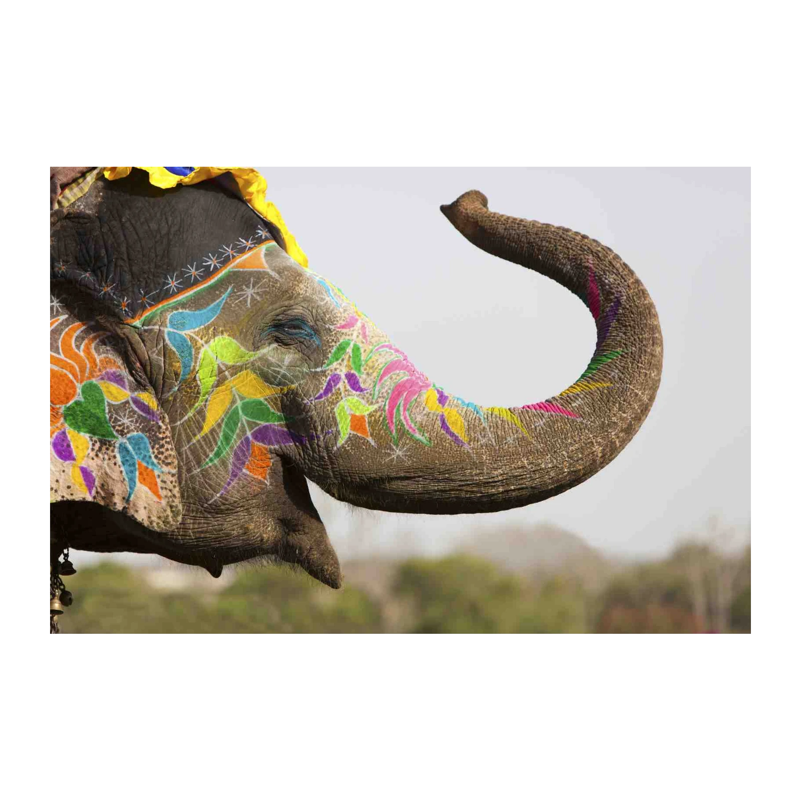 Vibrant Elephant Art Wall Art