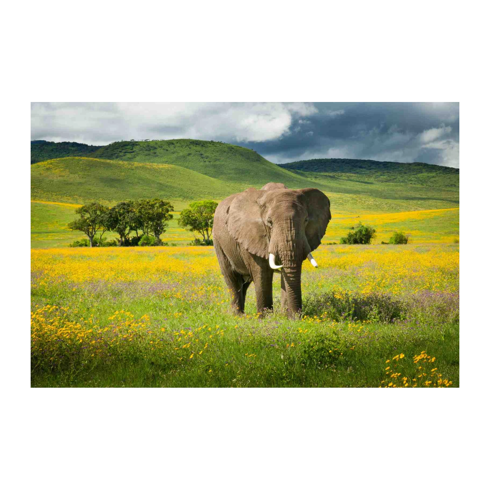 Majestic Elephant Safari Field Wall Art