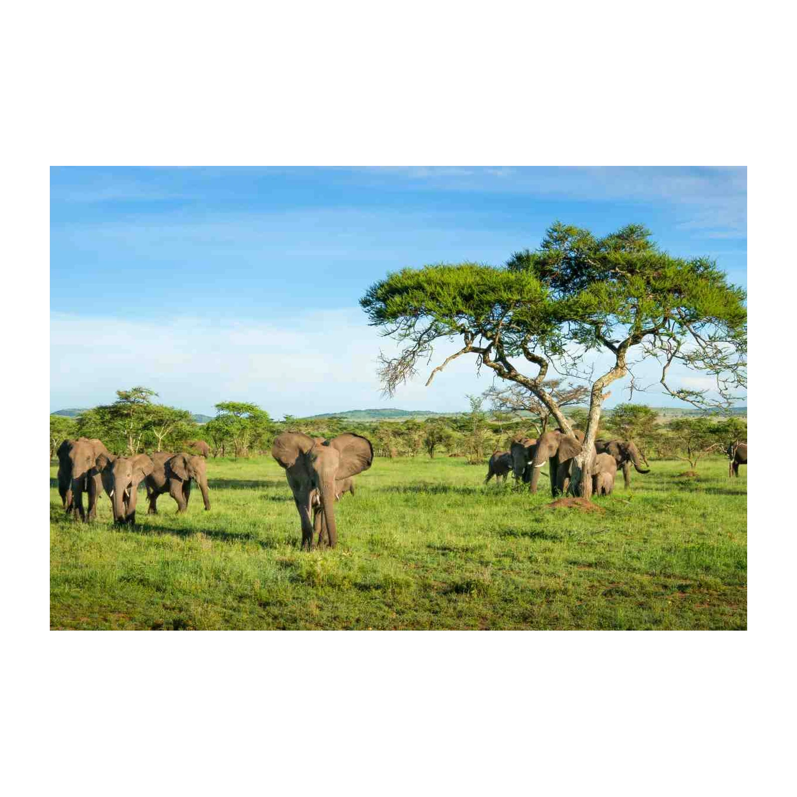 Majestic Elephants Savannah Wildlife Wall Art