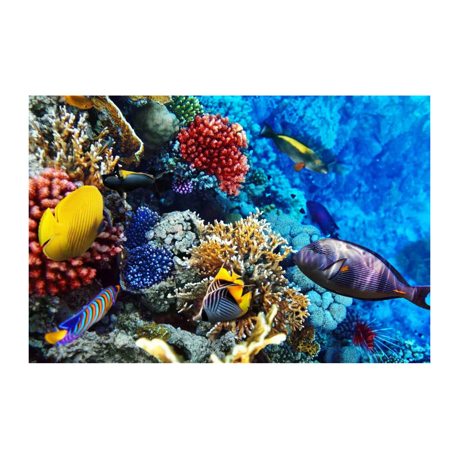 Vibrant Coral Reef & Tropical Fish Wall Art