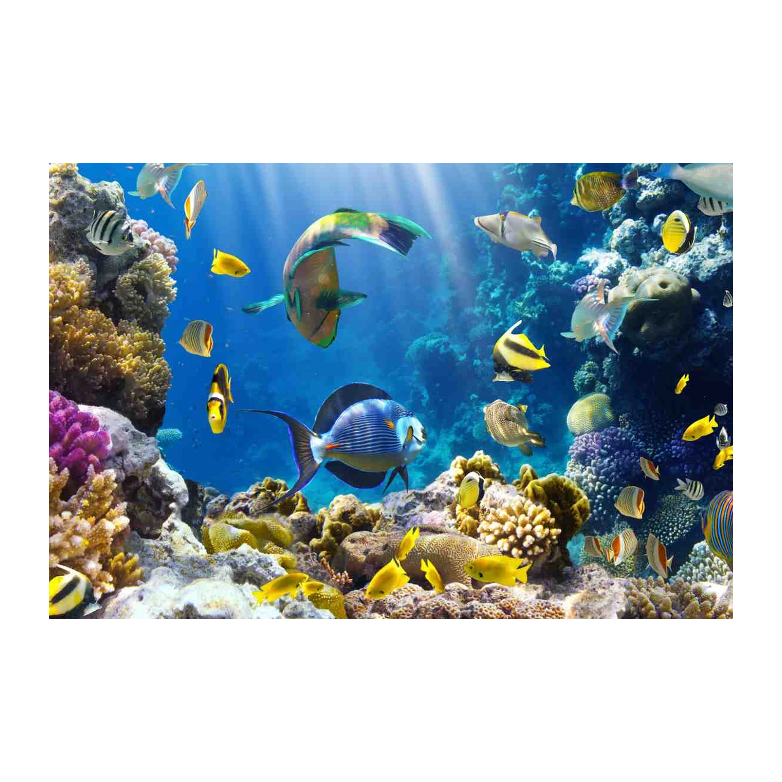 Vibrant Coral Reef Fish Wall Art