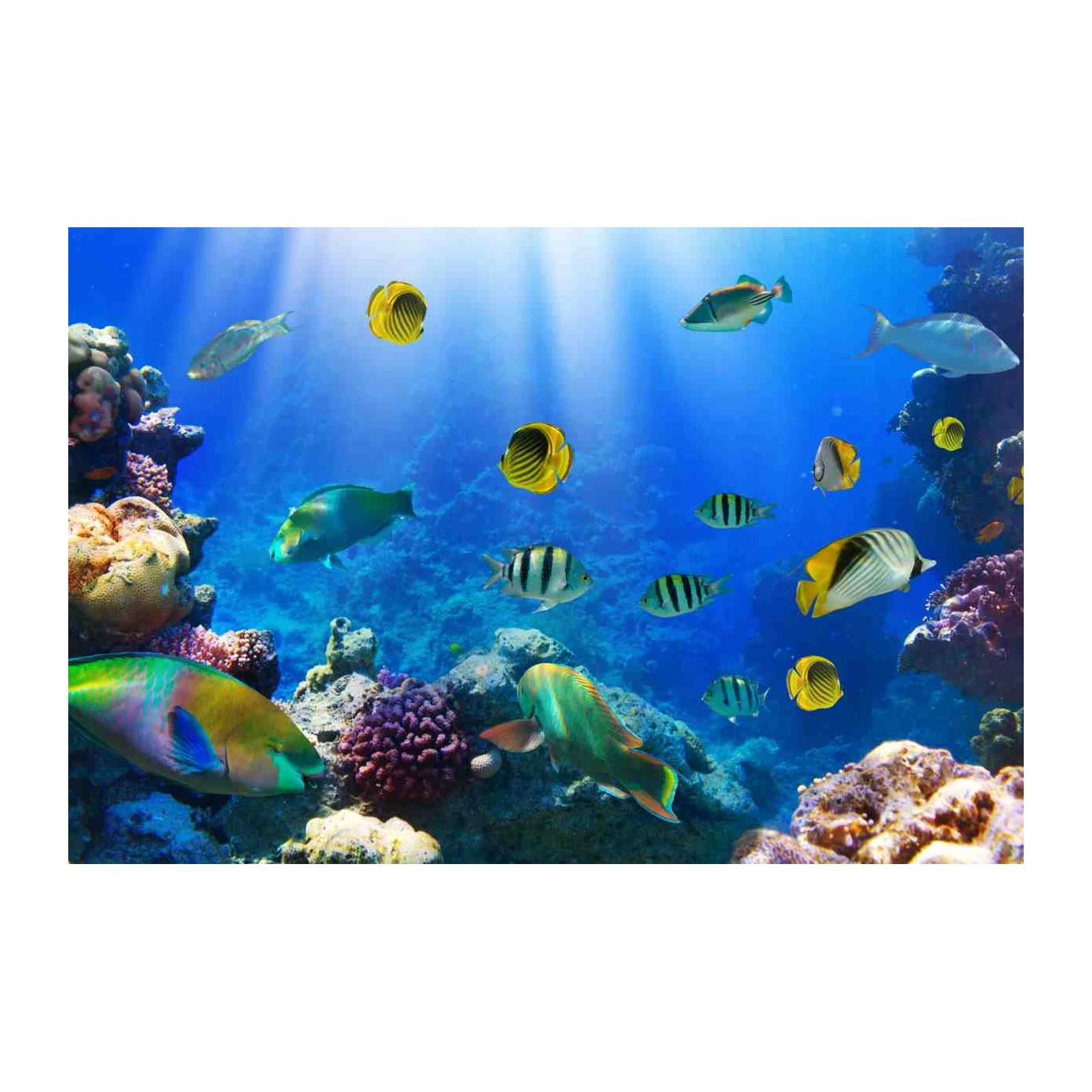 Vibrant Coral Reef Fish Wall Art