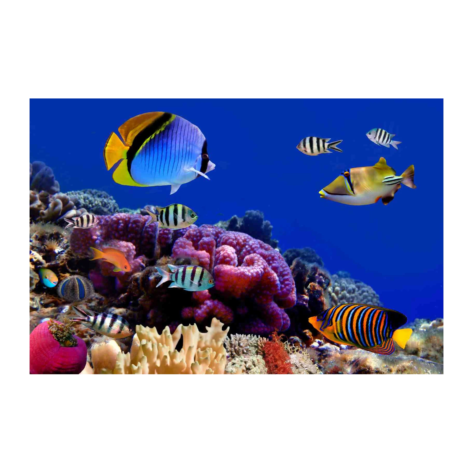 Vibrant Tropical Fish & Coral Reef Wall Art
