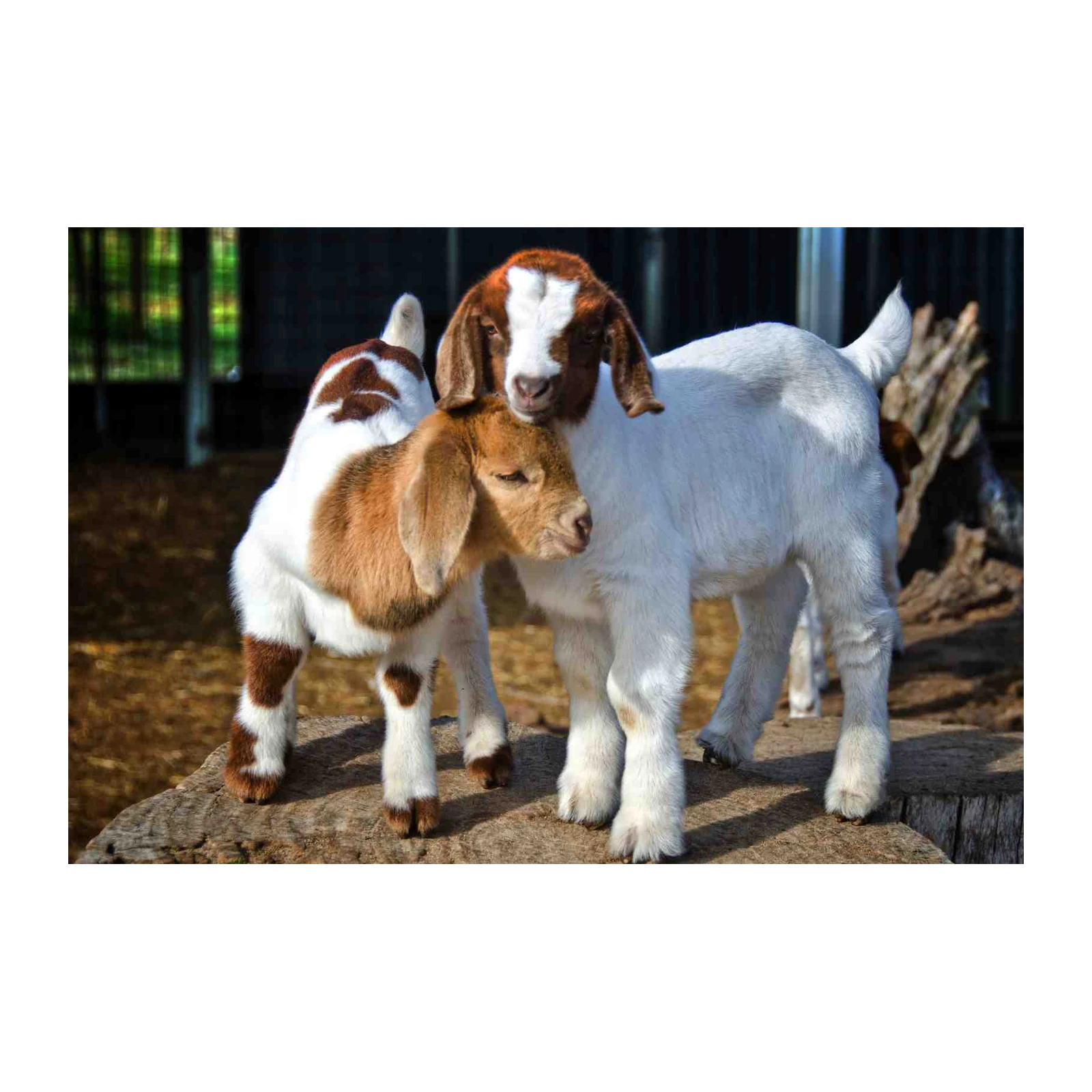 Adorable Baby Goats Hugging Wall Art