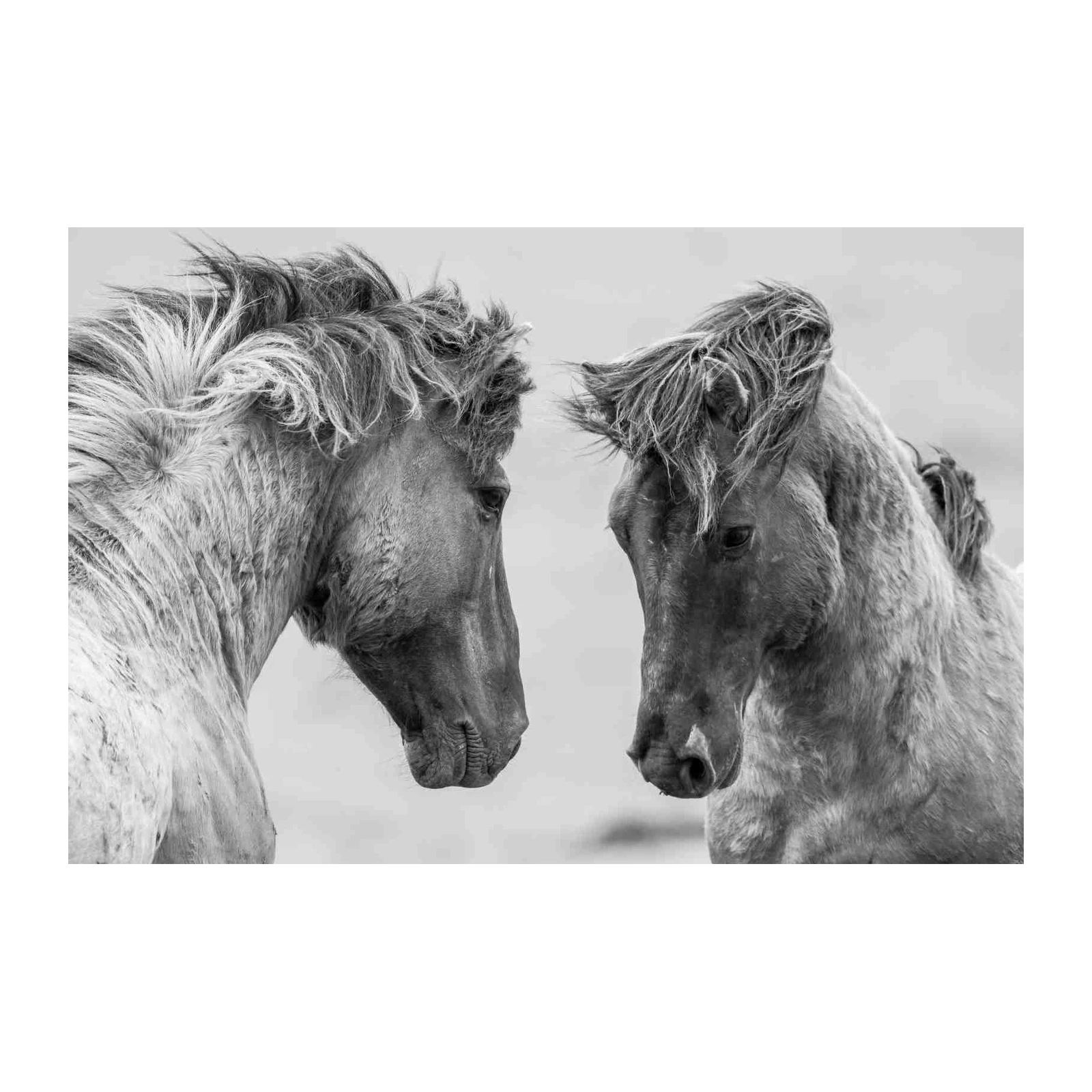 Majestic Equine Bond: Black & White Horse Wall Art