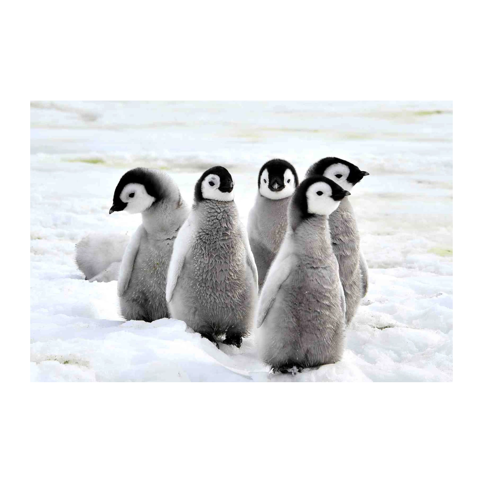 Adorable Penguin Chicks Fluffy Snow Wall Art