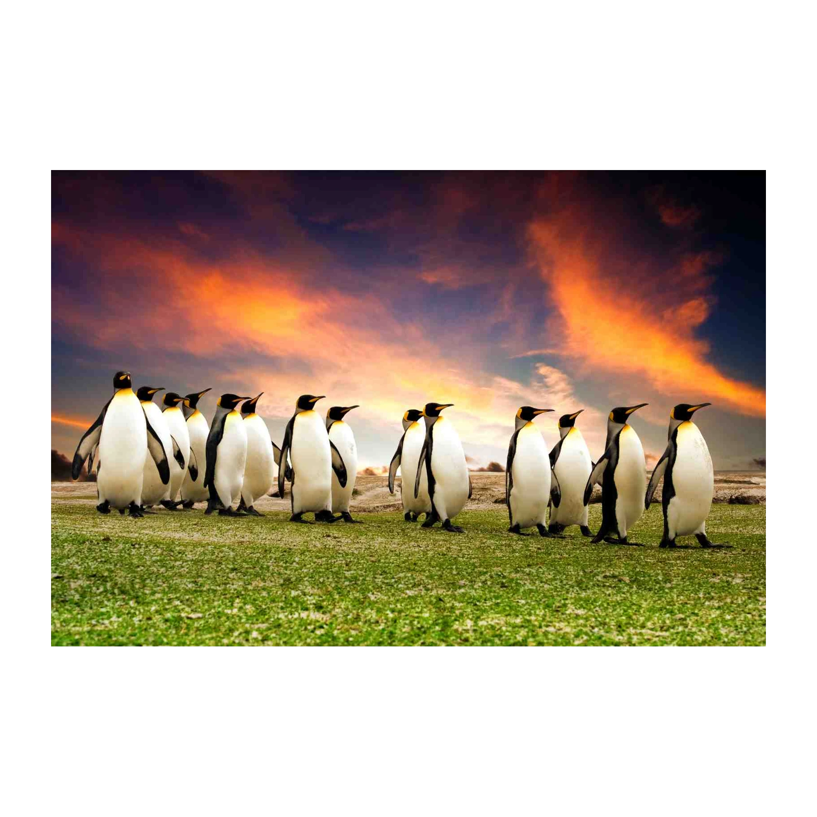 Majestic Penguin March Wall Art