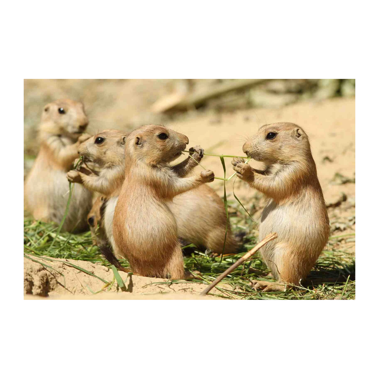 Adorable Prairie Dogs Nibbling Grass Wall Art