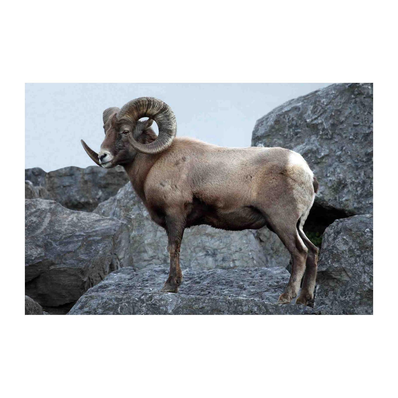 Majestic Bighorn Sheep Rocky Mountain Wall Art
