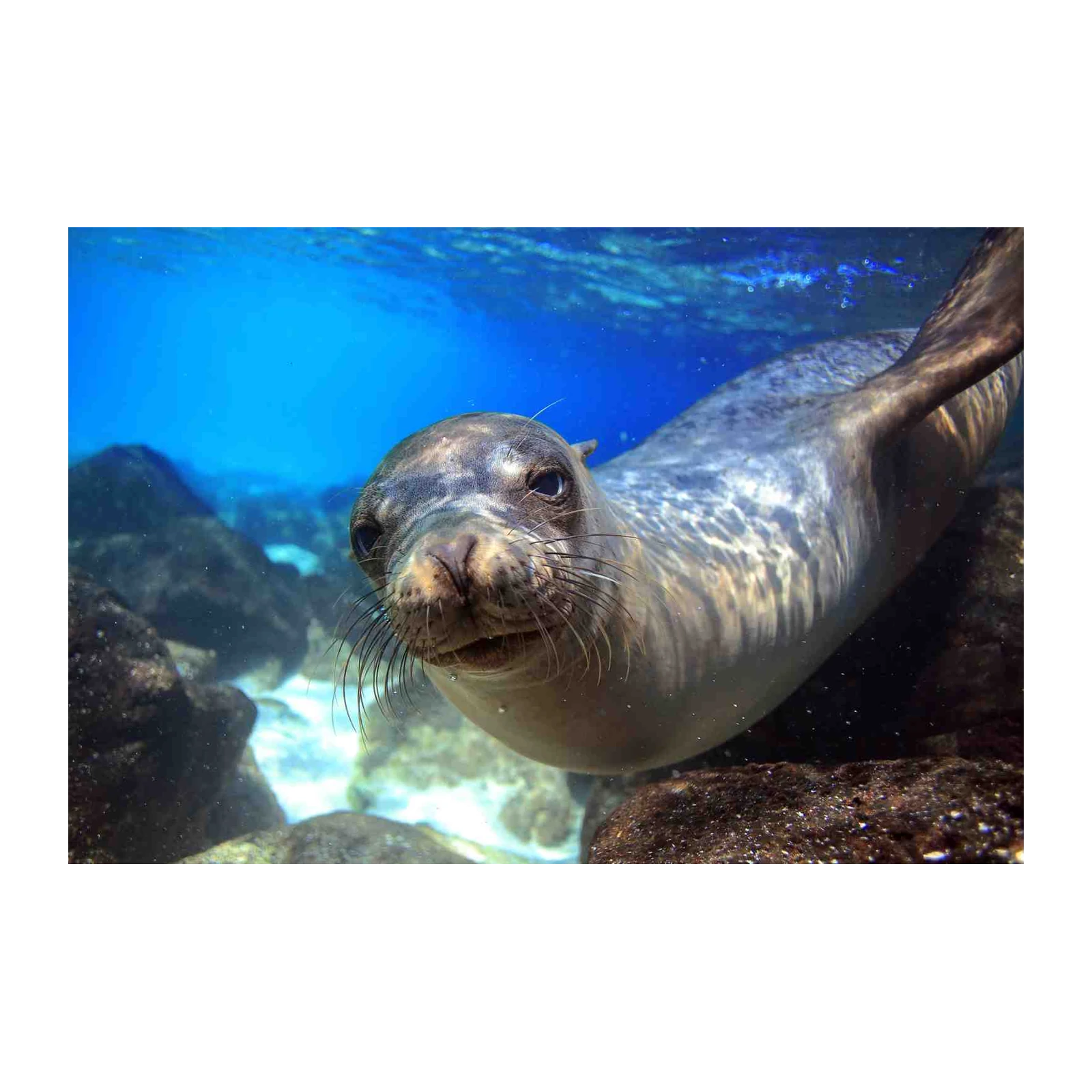 Curious Sea Lion Underwater Wall Art