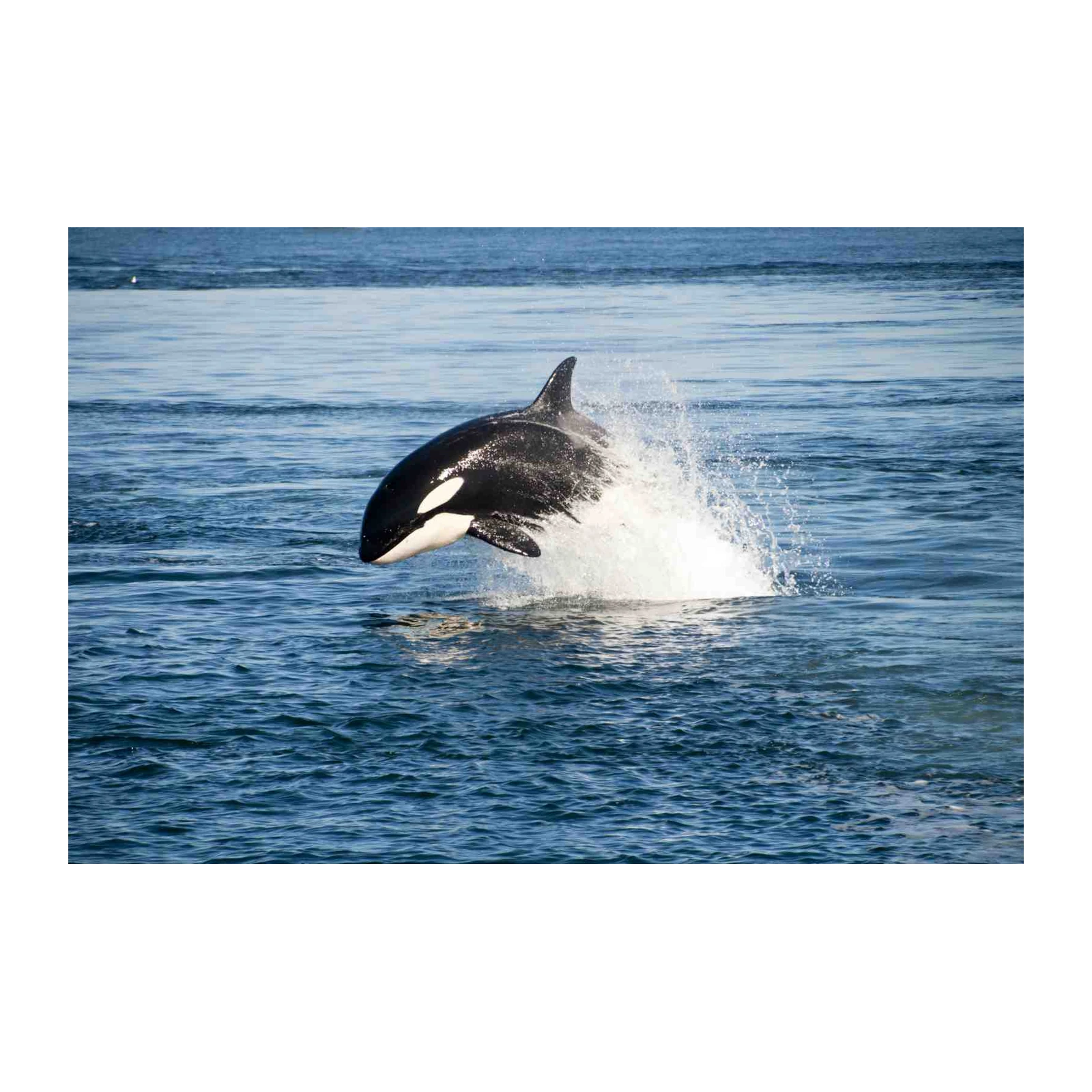 Majestic Orca Breach Ocean Wall Art